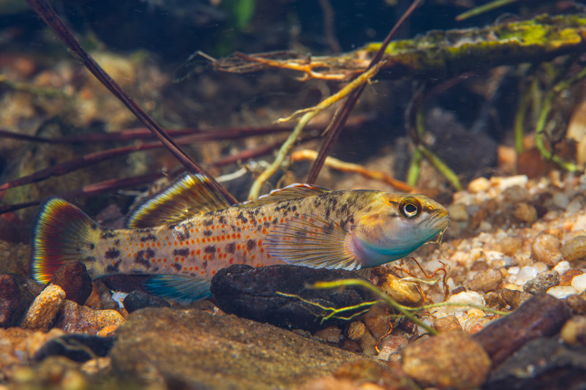 Greenbreast Darter