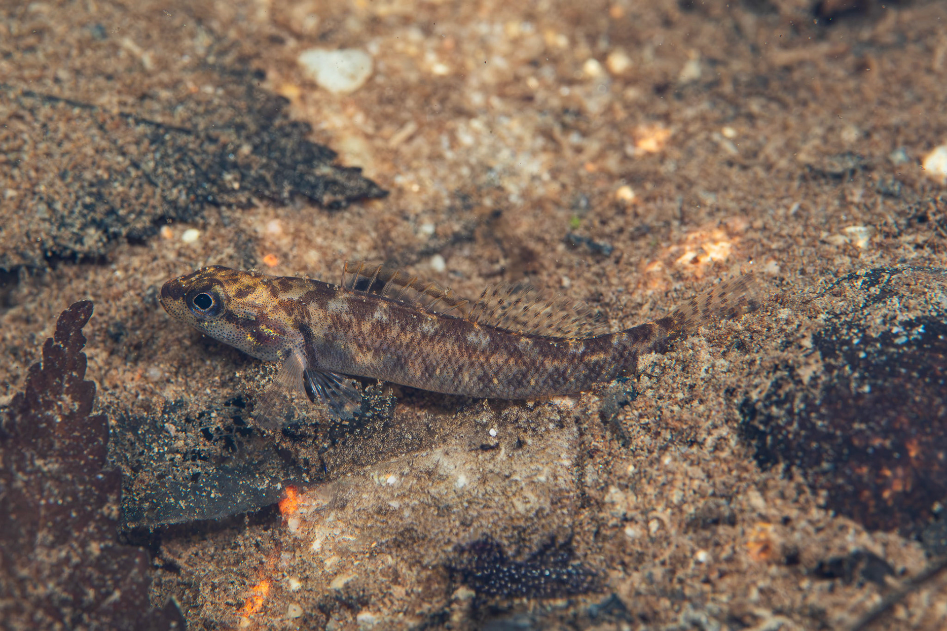Stripetail Darter