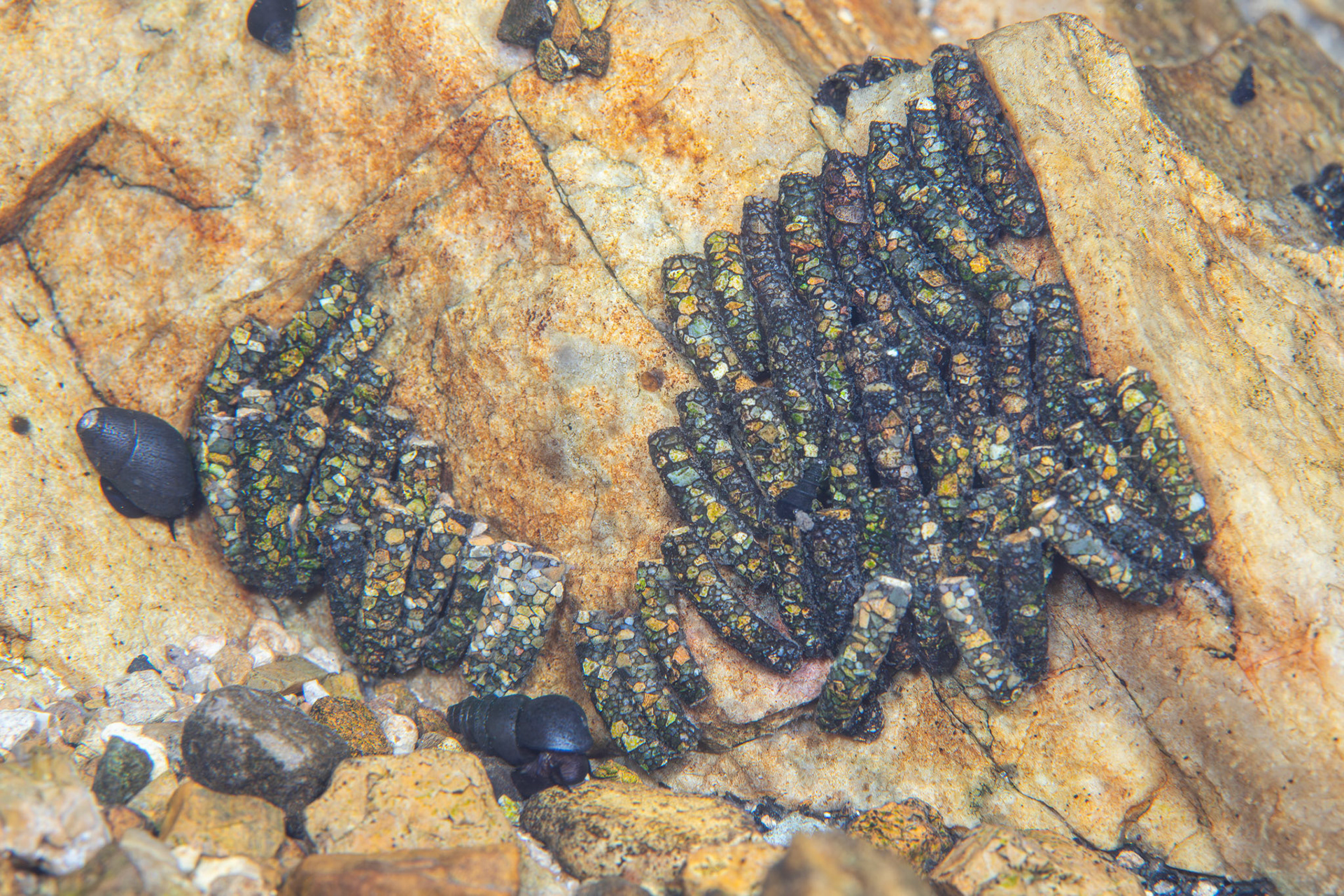 Caddisfly Larvae (Trichoptera)