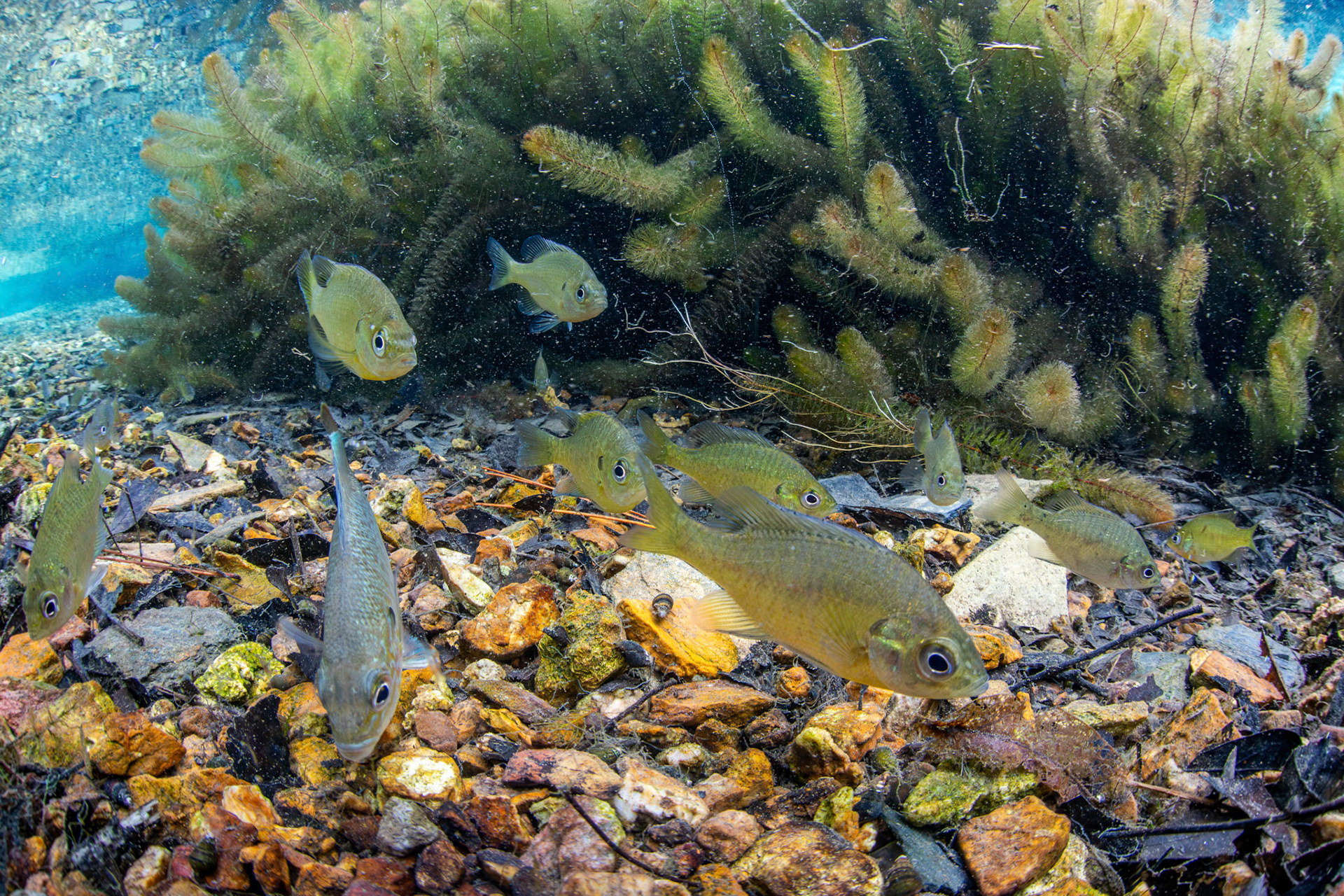 Bluegill and Redbreast Sunfish
