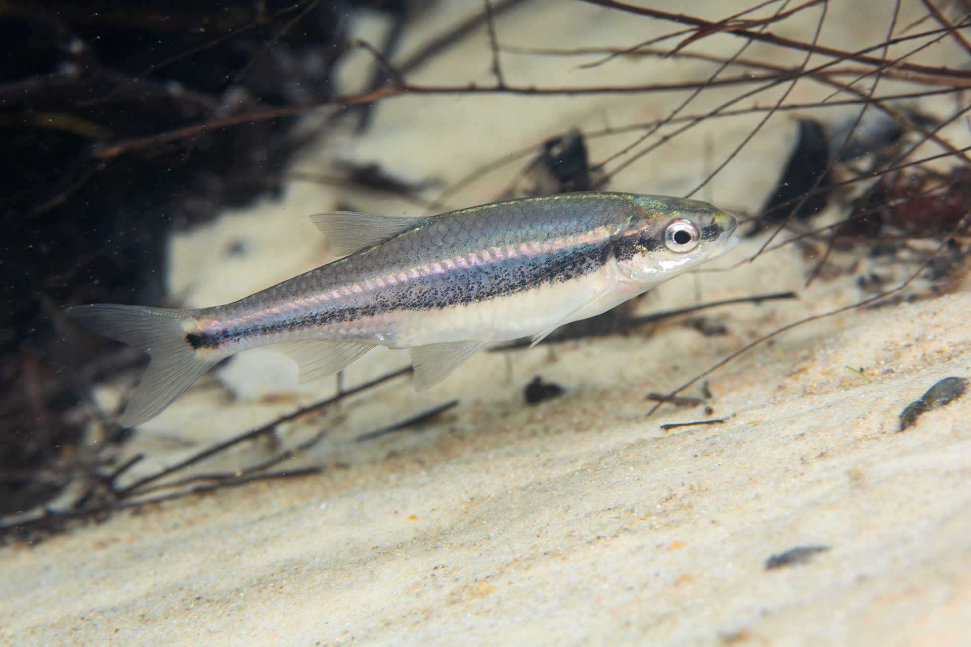 Redeye Chub