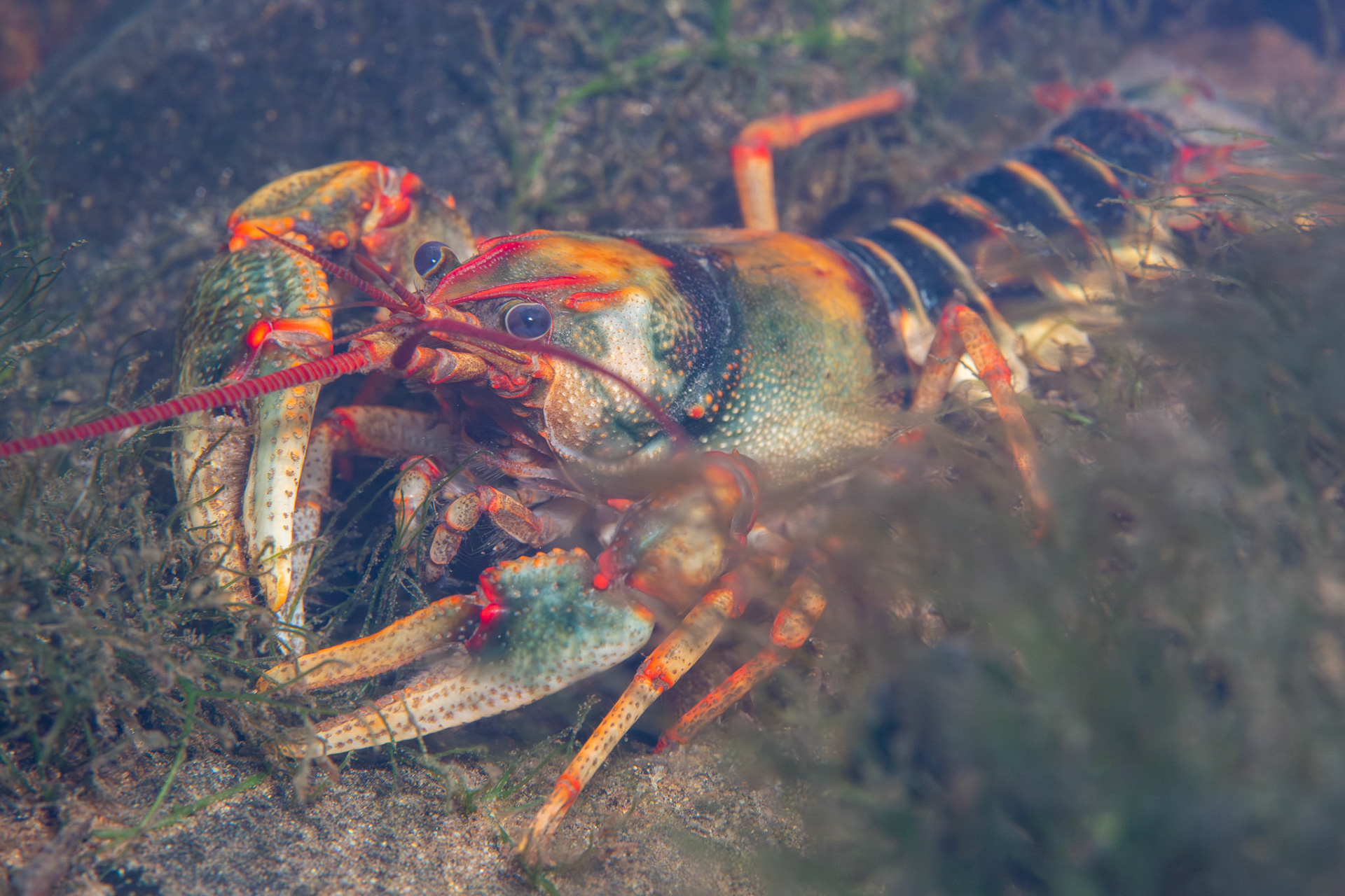 Chattooga River Crayfish