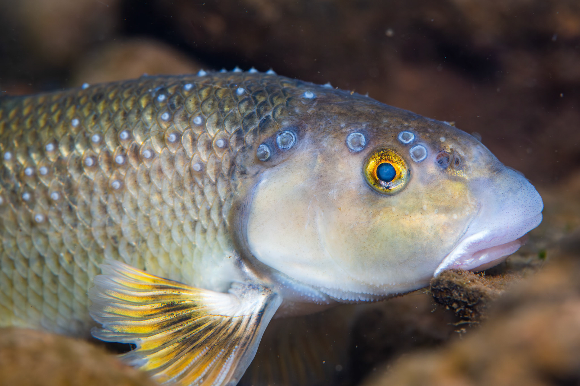 Largescale Stoneroller (Campostoma oligolepis)