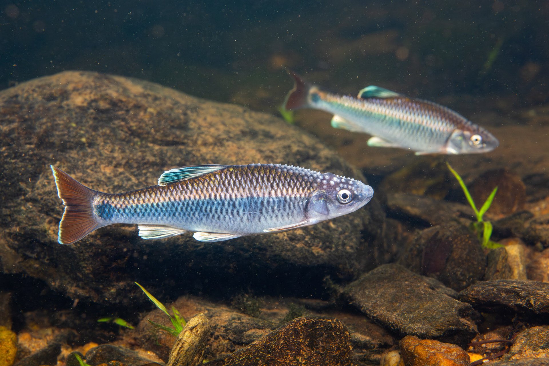 Alabama Shiner