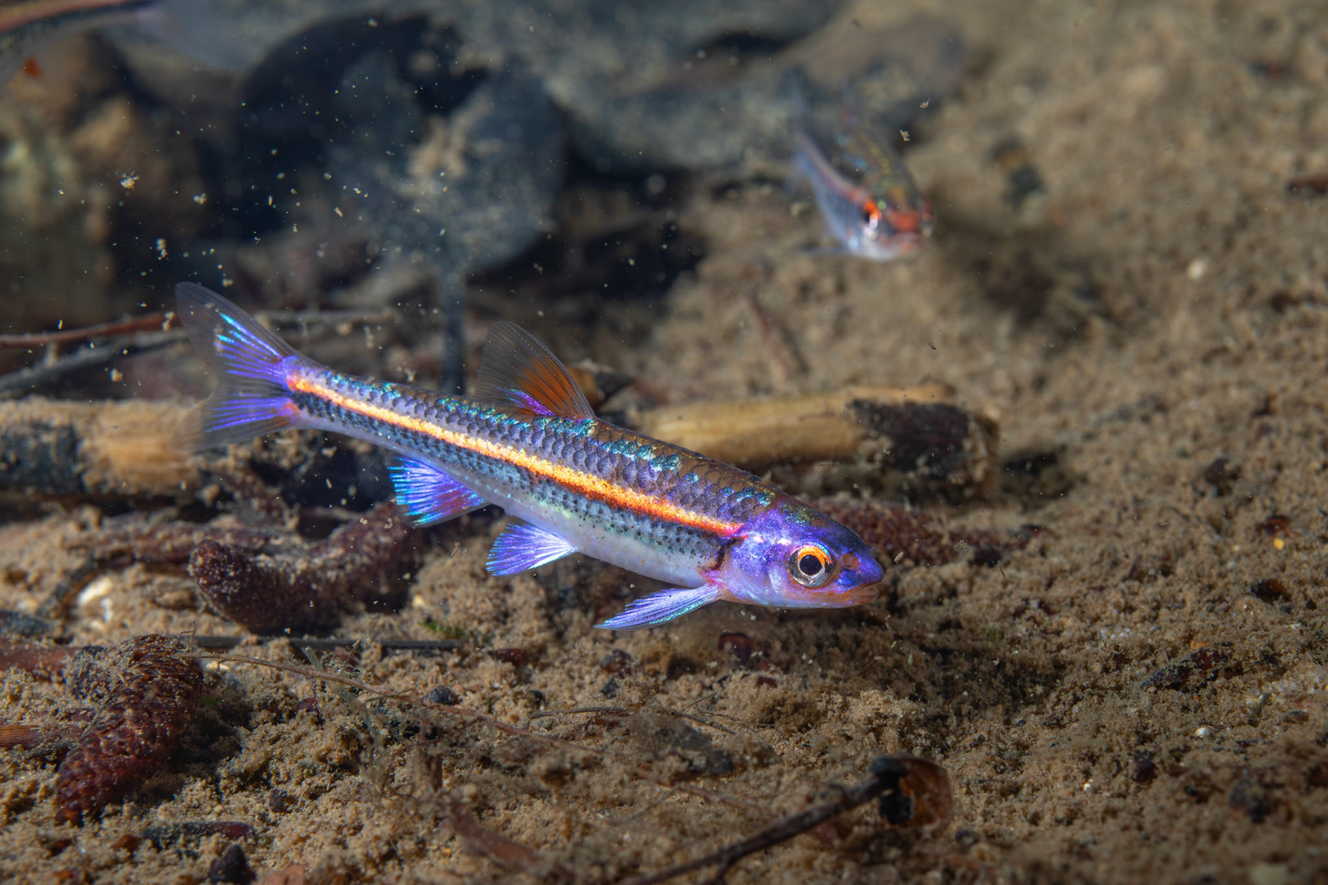 Rainbow Shiner