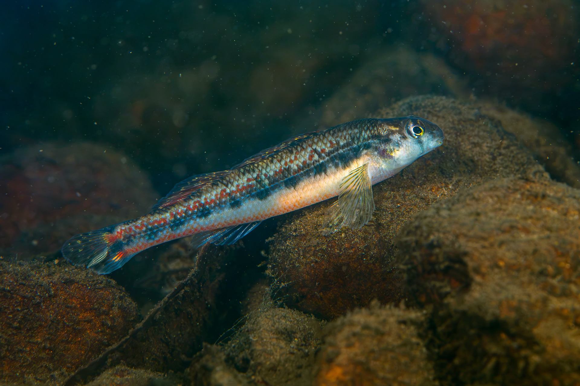 Blackstripe Snubnose Darter