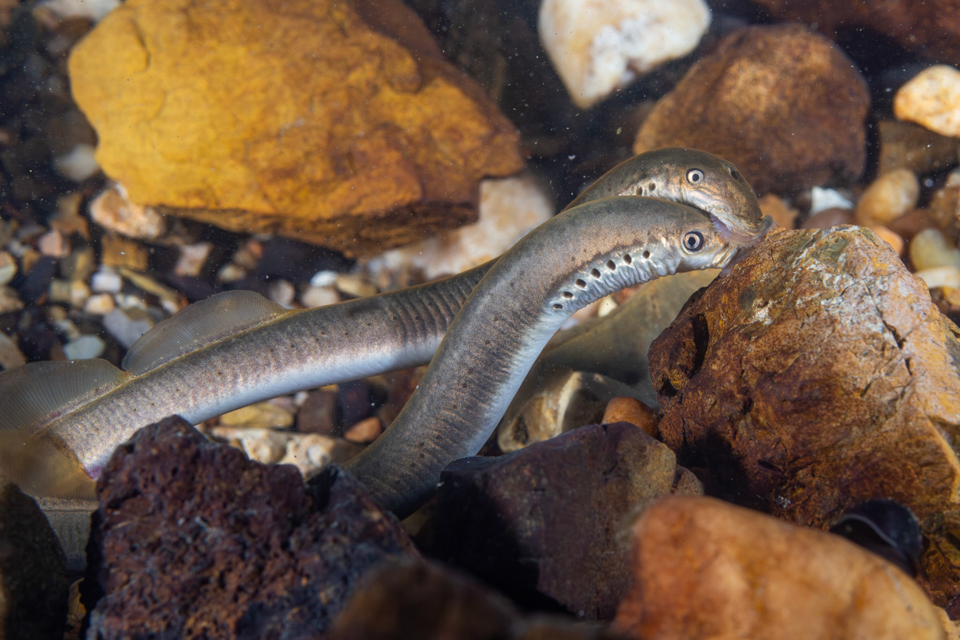 Least Brook Lamprey (Lampetra aepyptera)