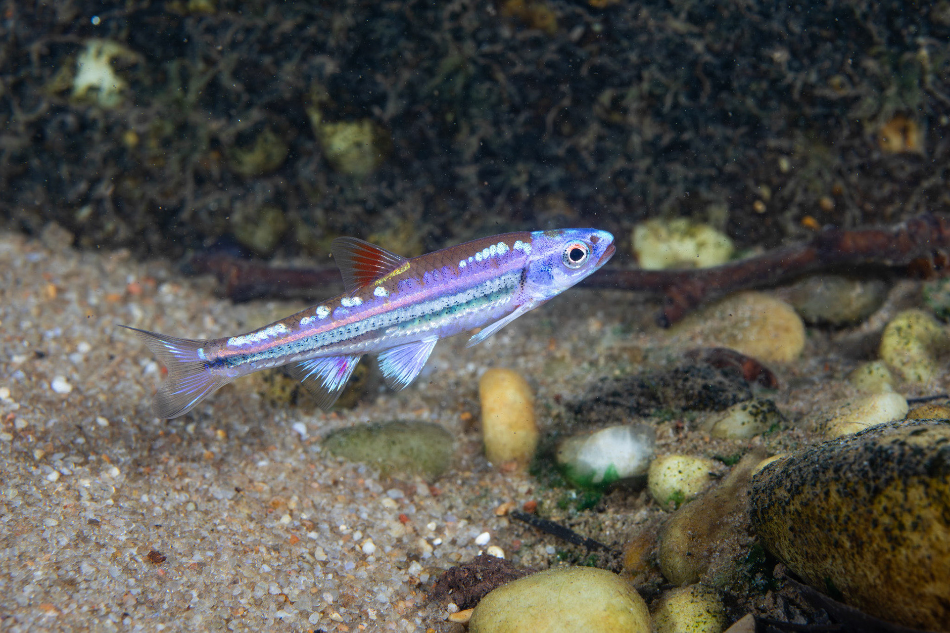 Rainbow Darter