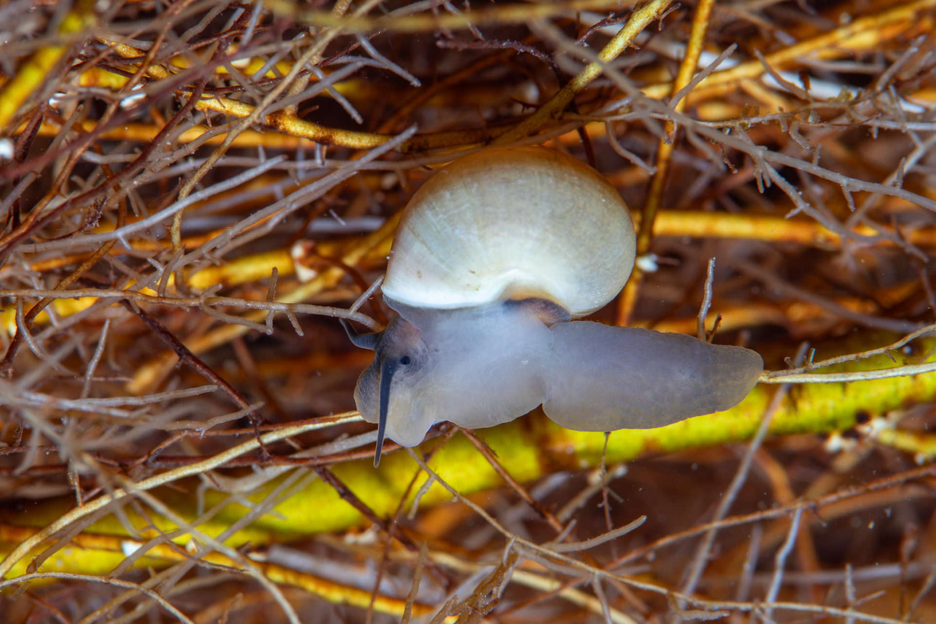 Unidentified Snail