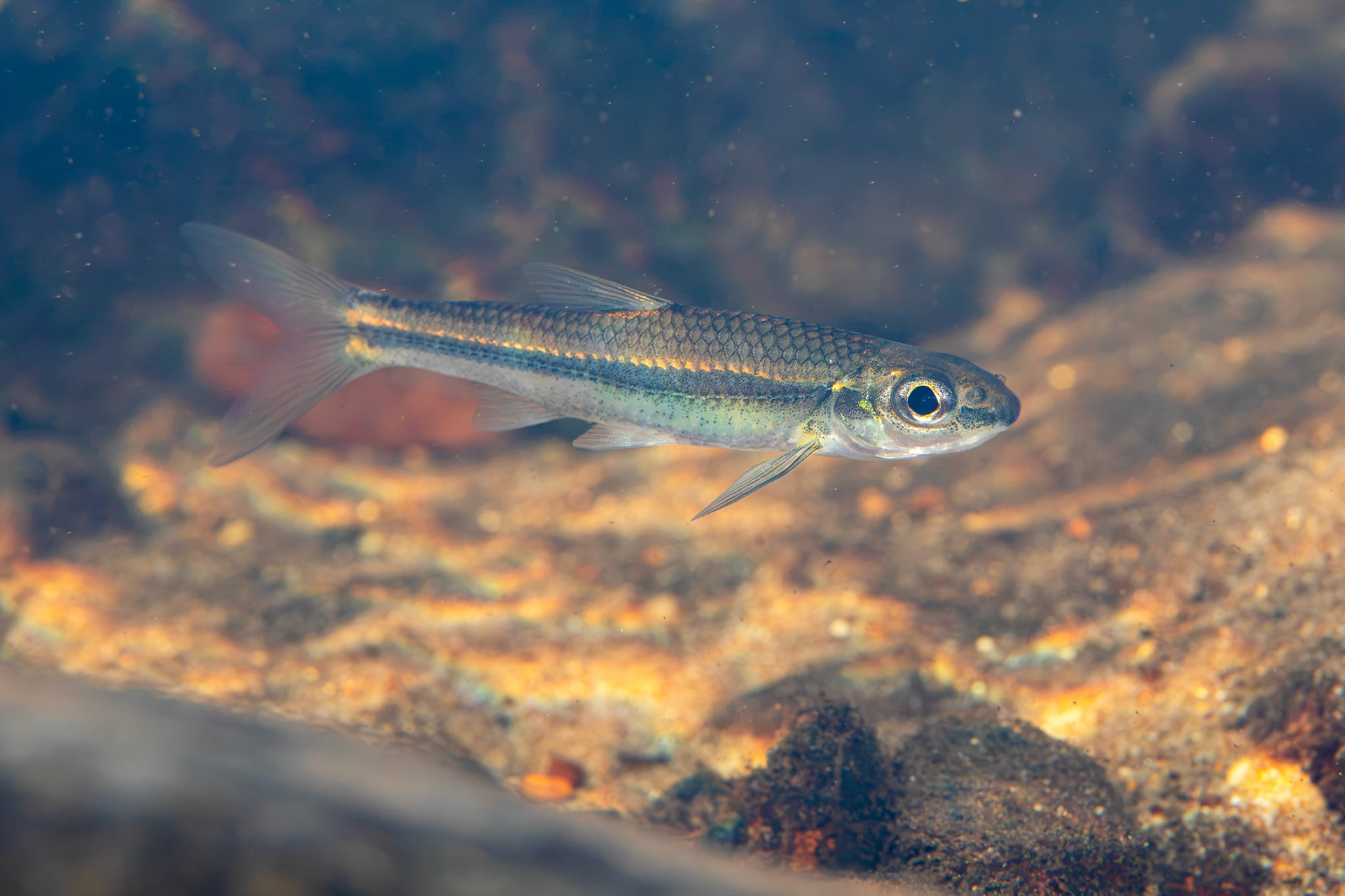 Bigeye Chub