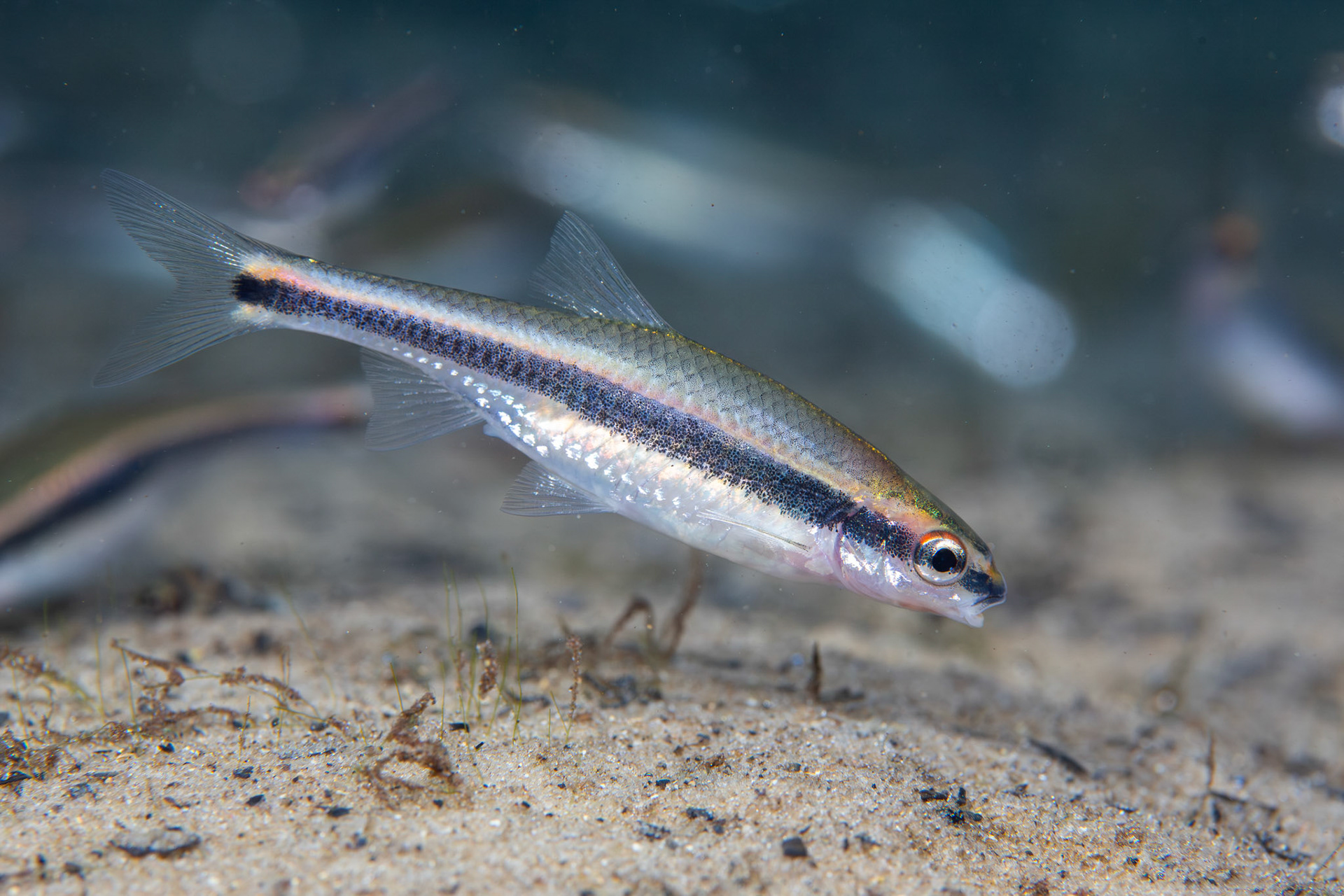 Redeye Chub