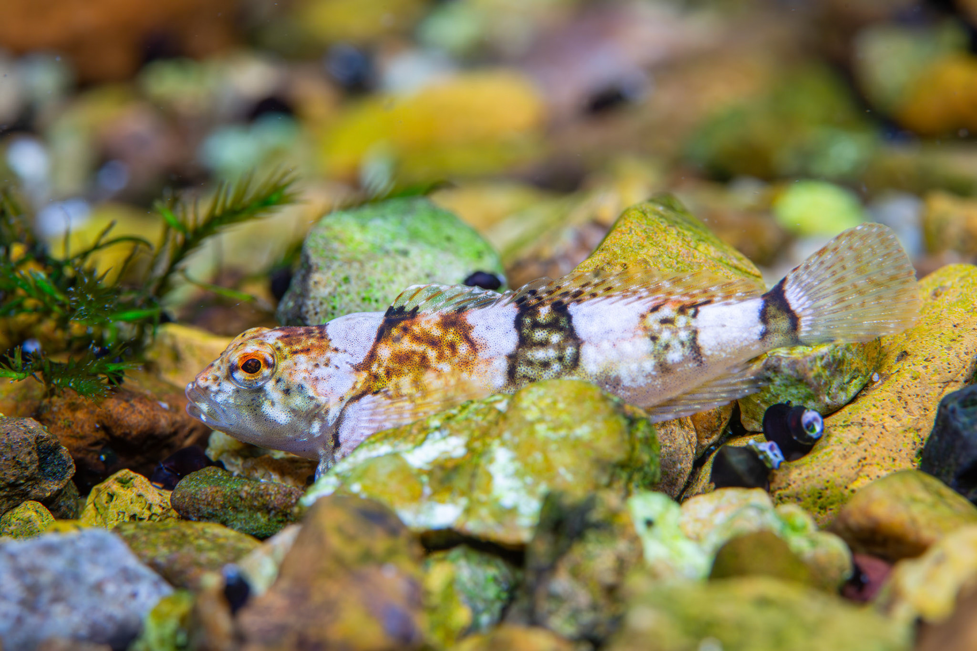 Pygmy Sculpin