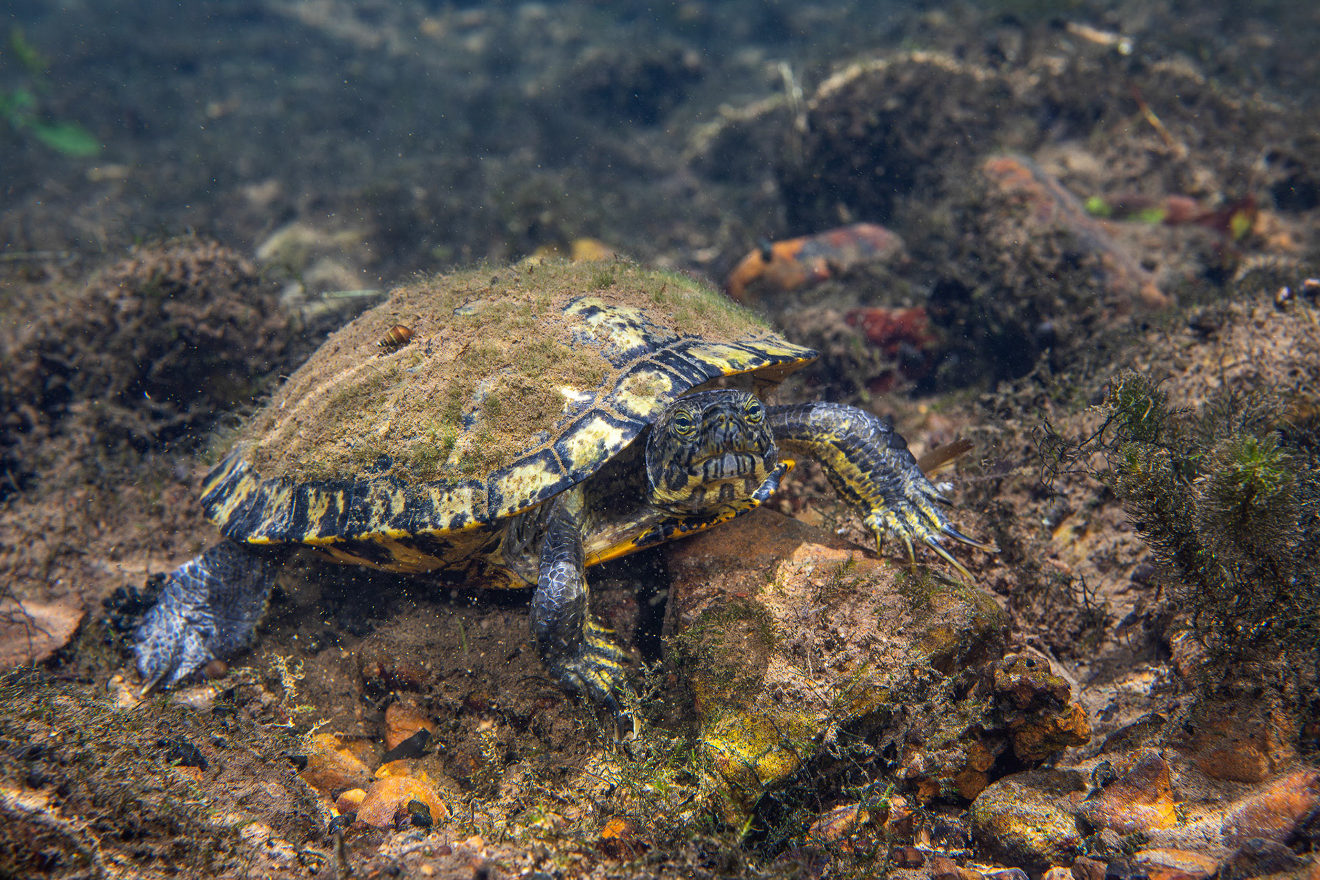 Pond Slider