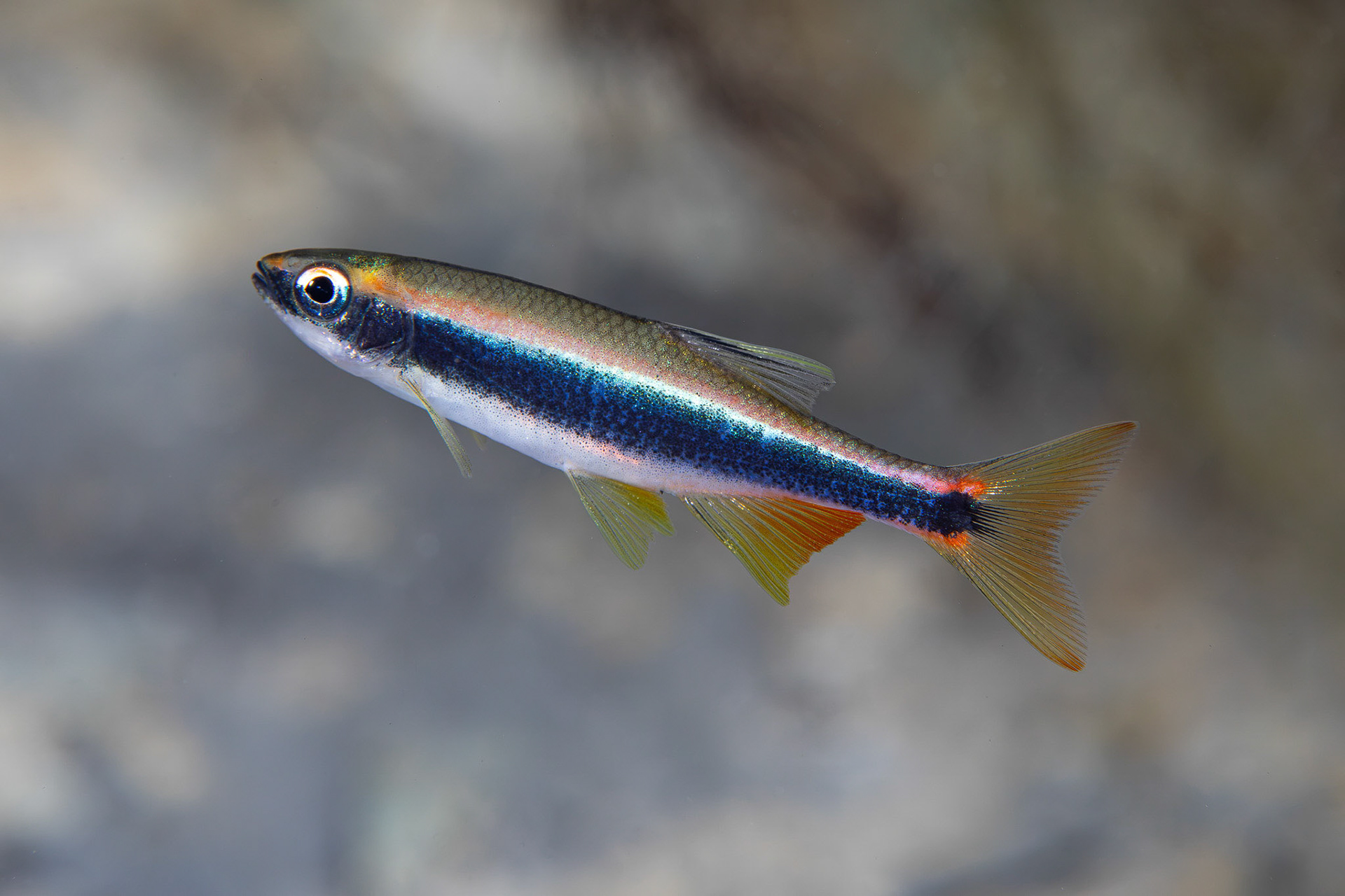 Orangetail Shiner