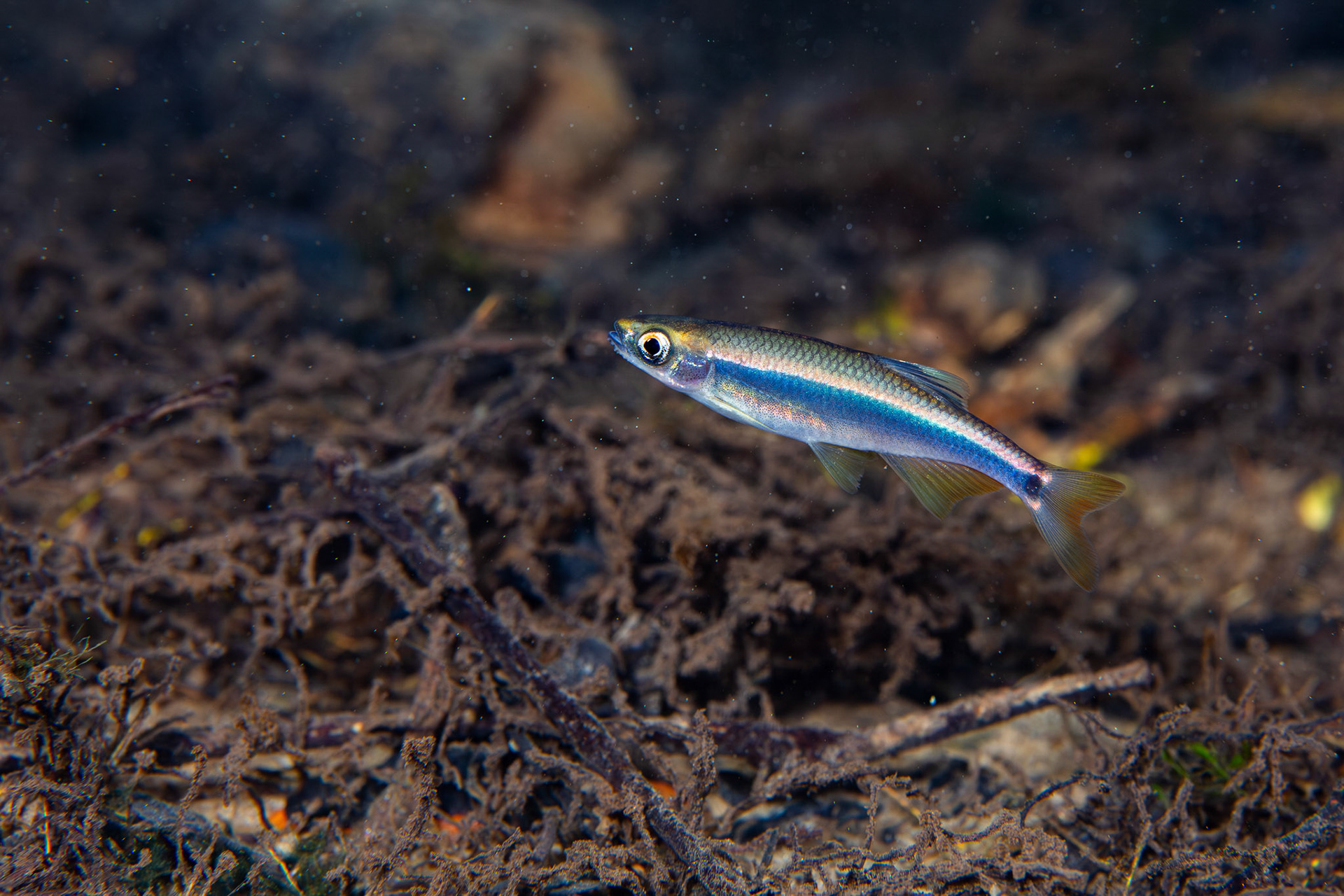 Sailfin Shiner