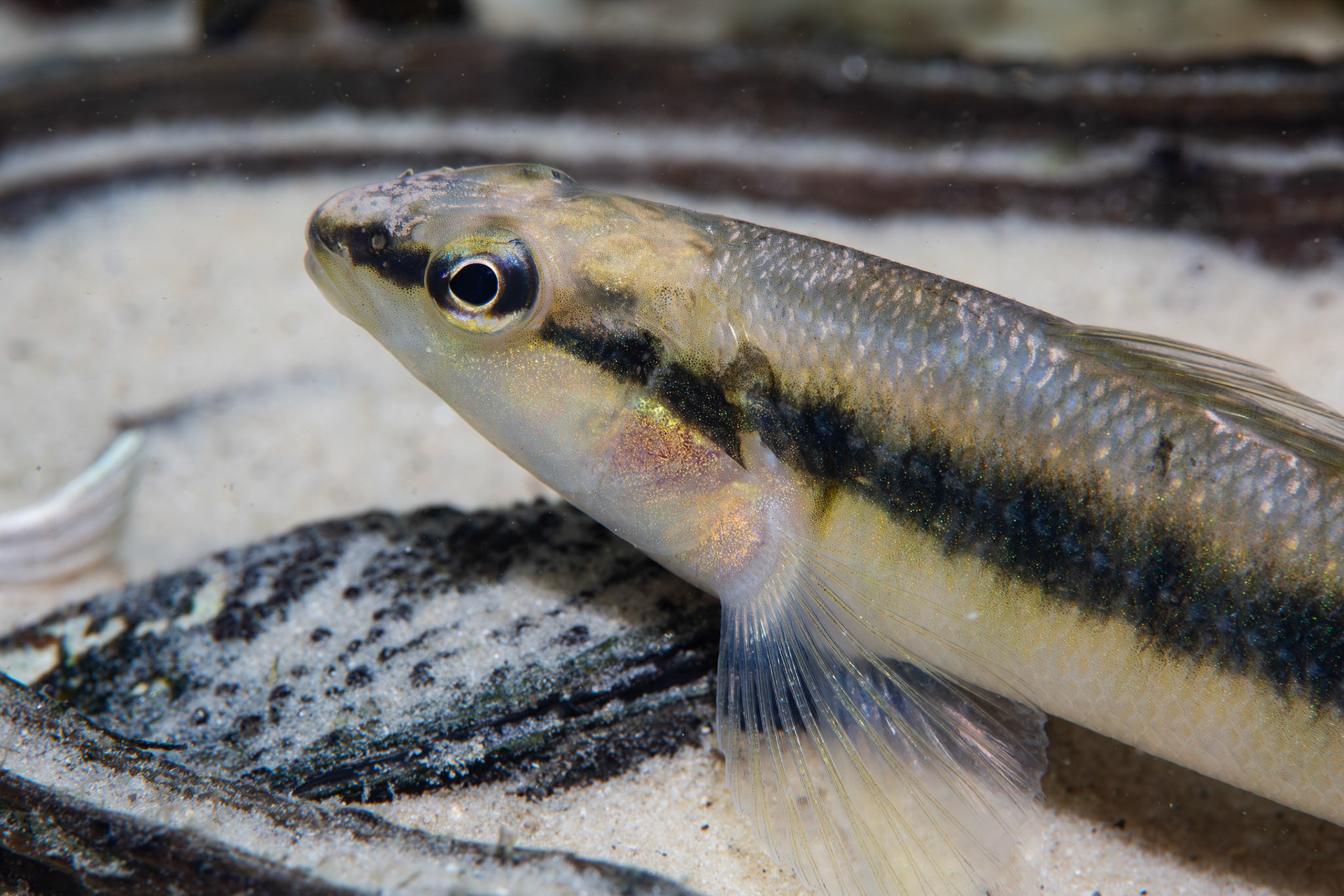 Blackbanded Darter