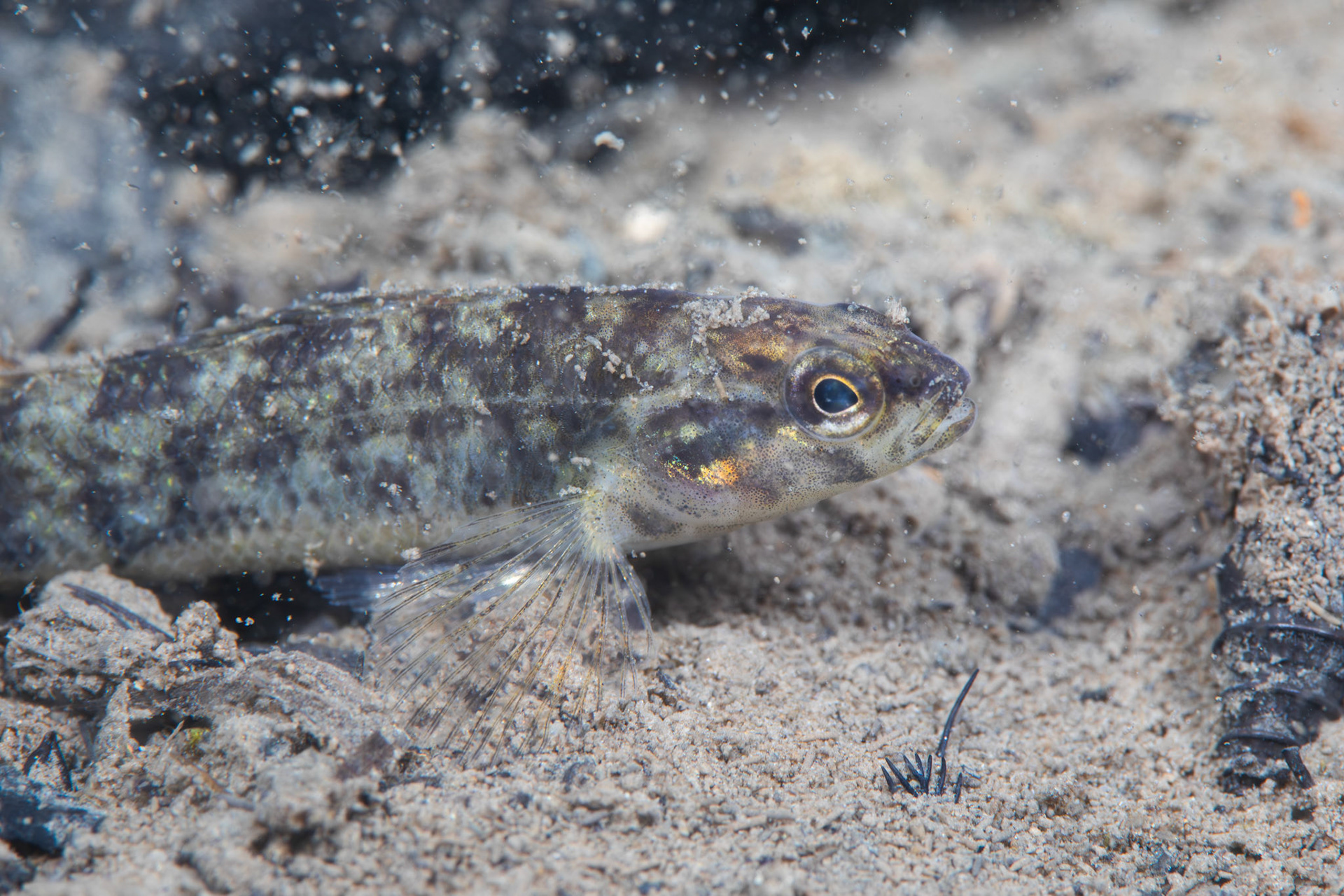 Watercress Darter (Etheostoma nuchale)