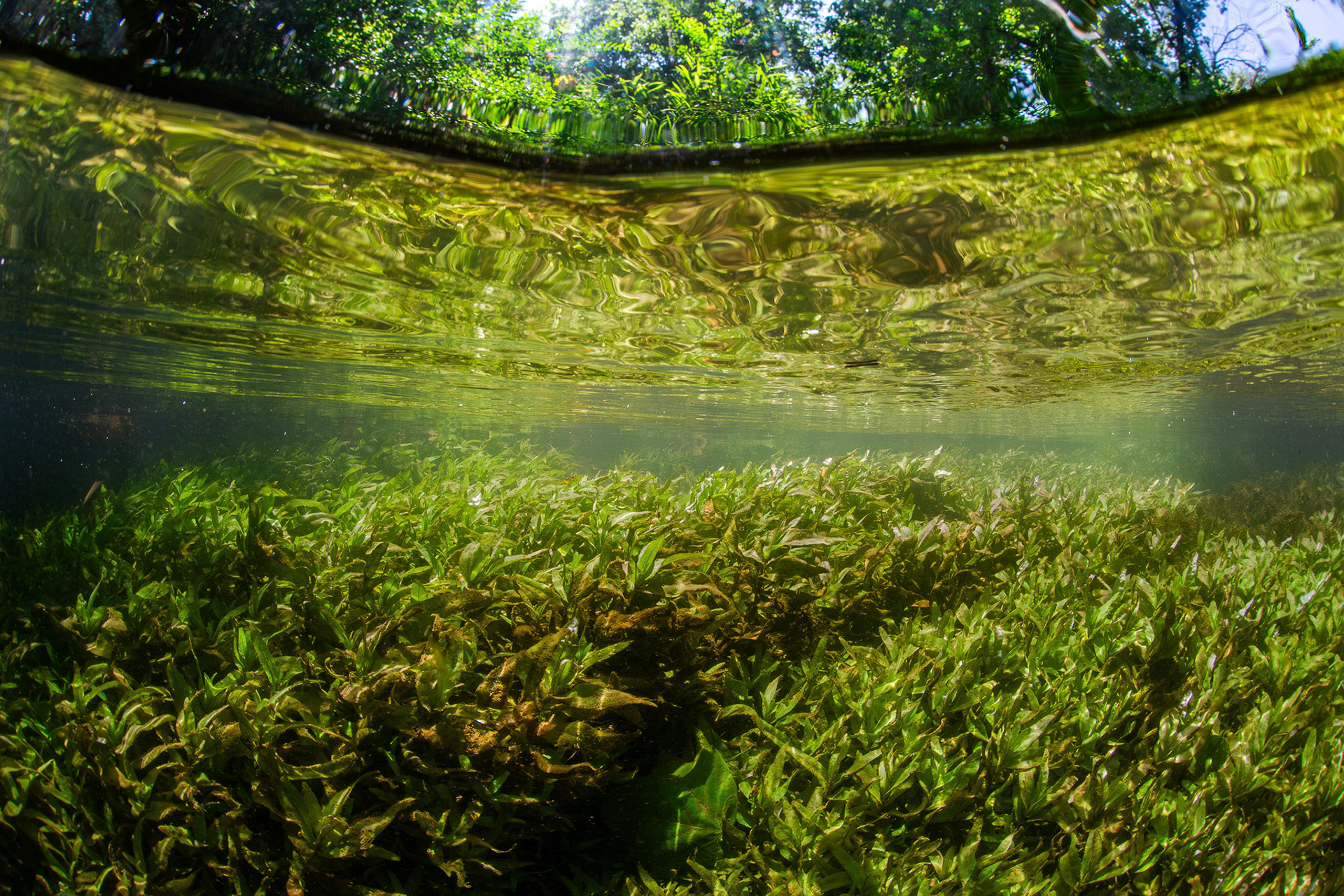 Aquatic vegetation in spring run