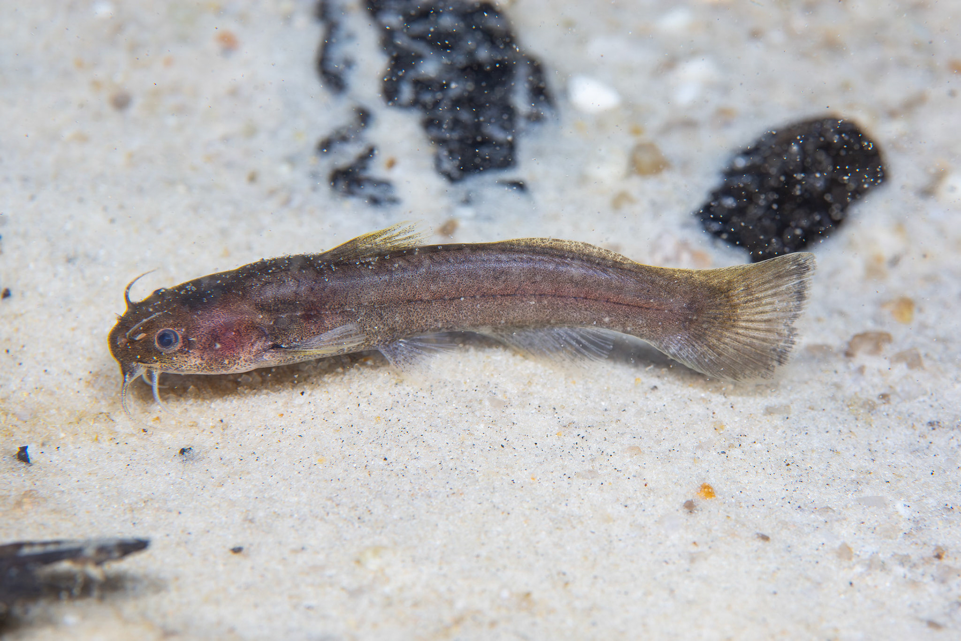 Speckled Madtom