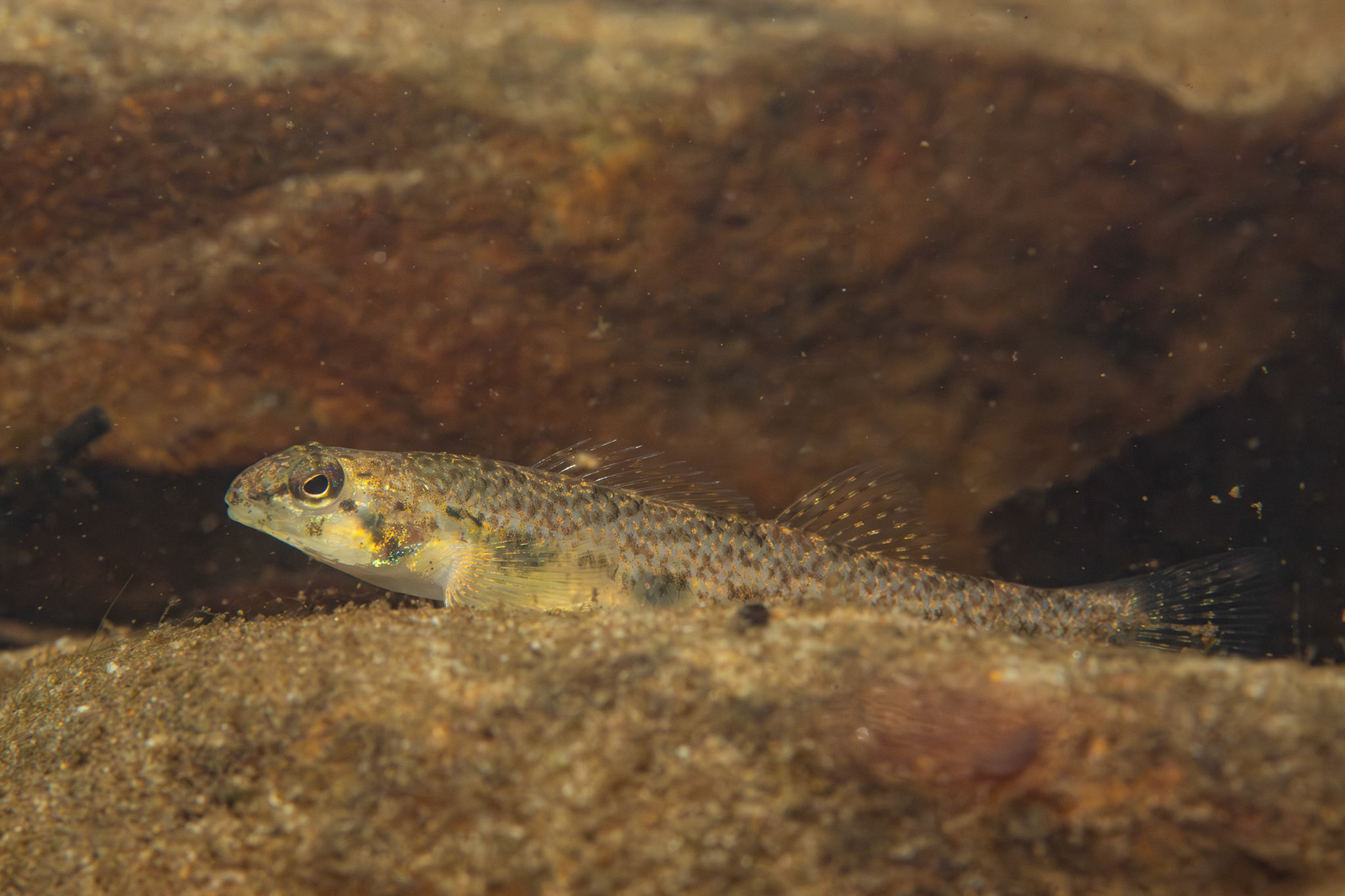 Speckled Darter