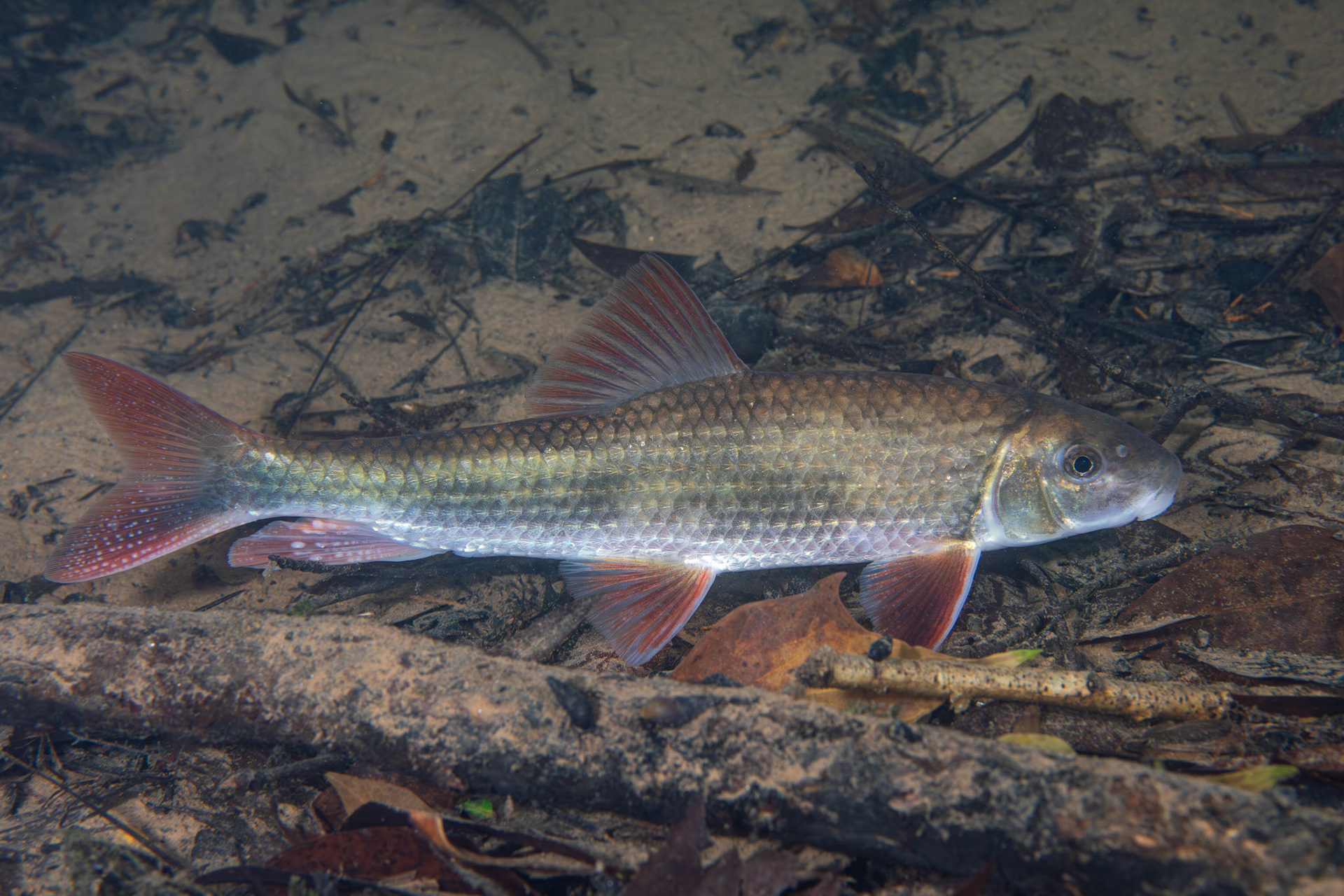 Blacktail Redhorse