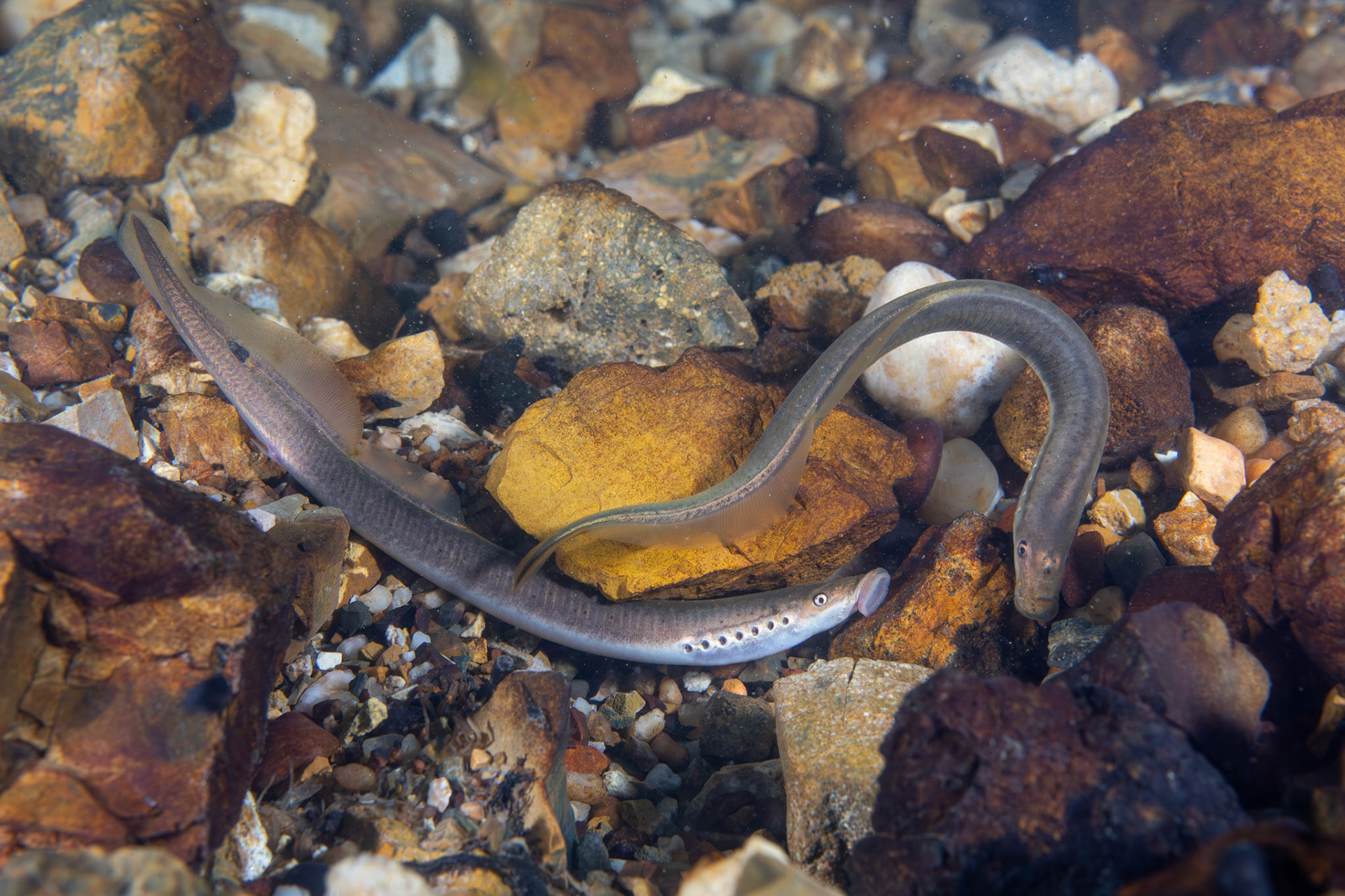 Least Brook Lamprey (Lampetra aepyptera)