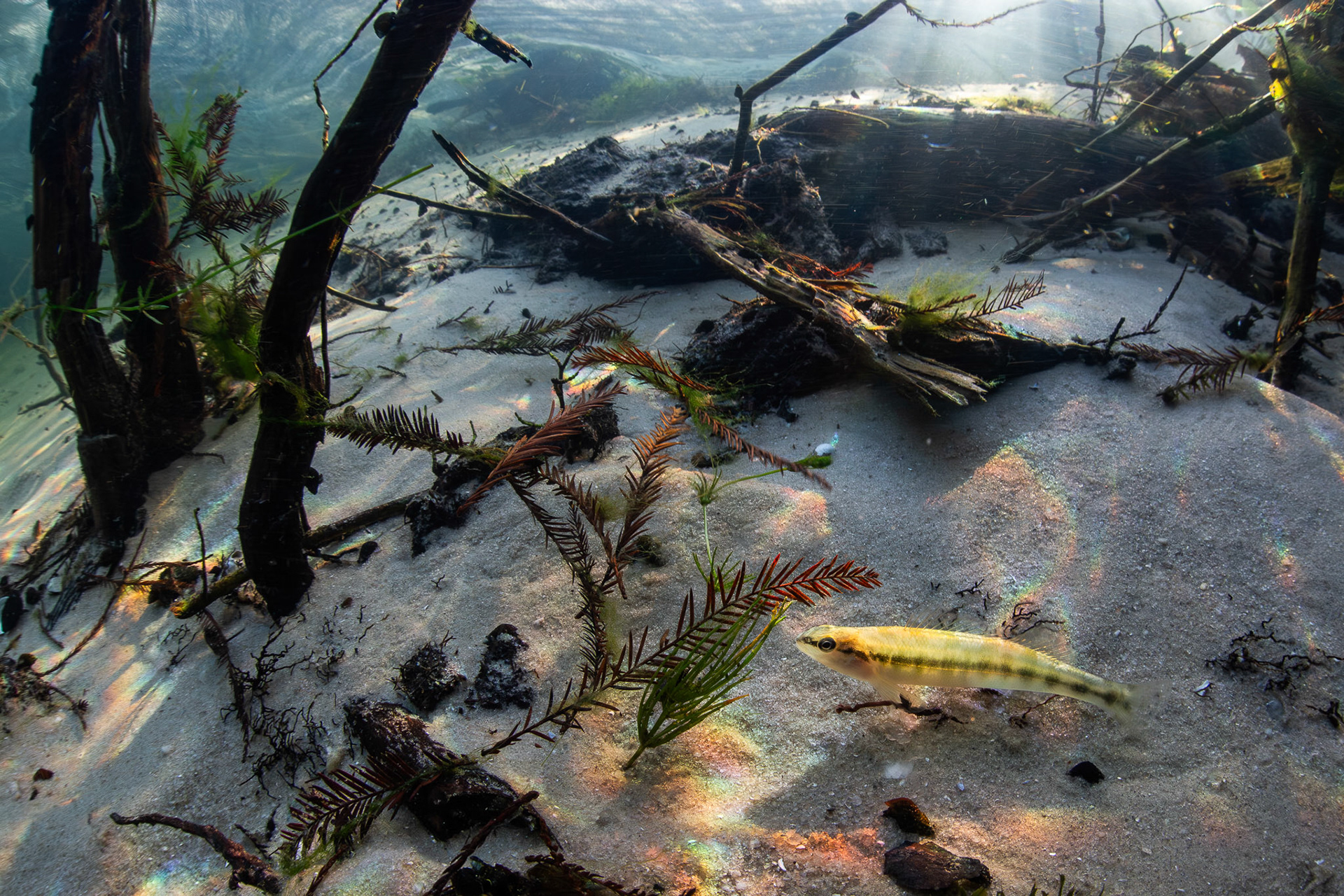 Blackbanded Darter