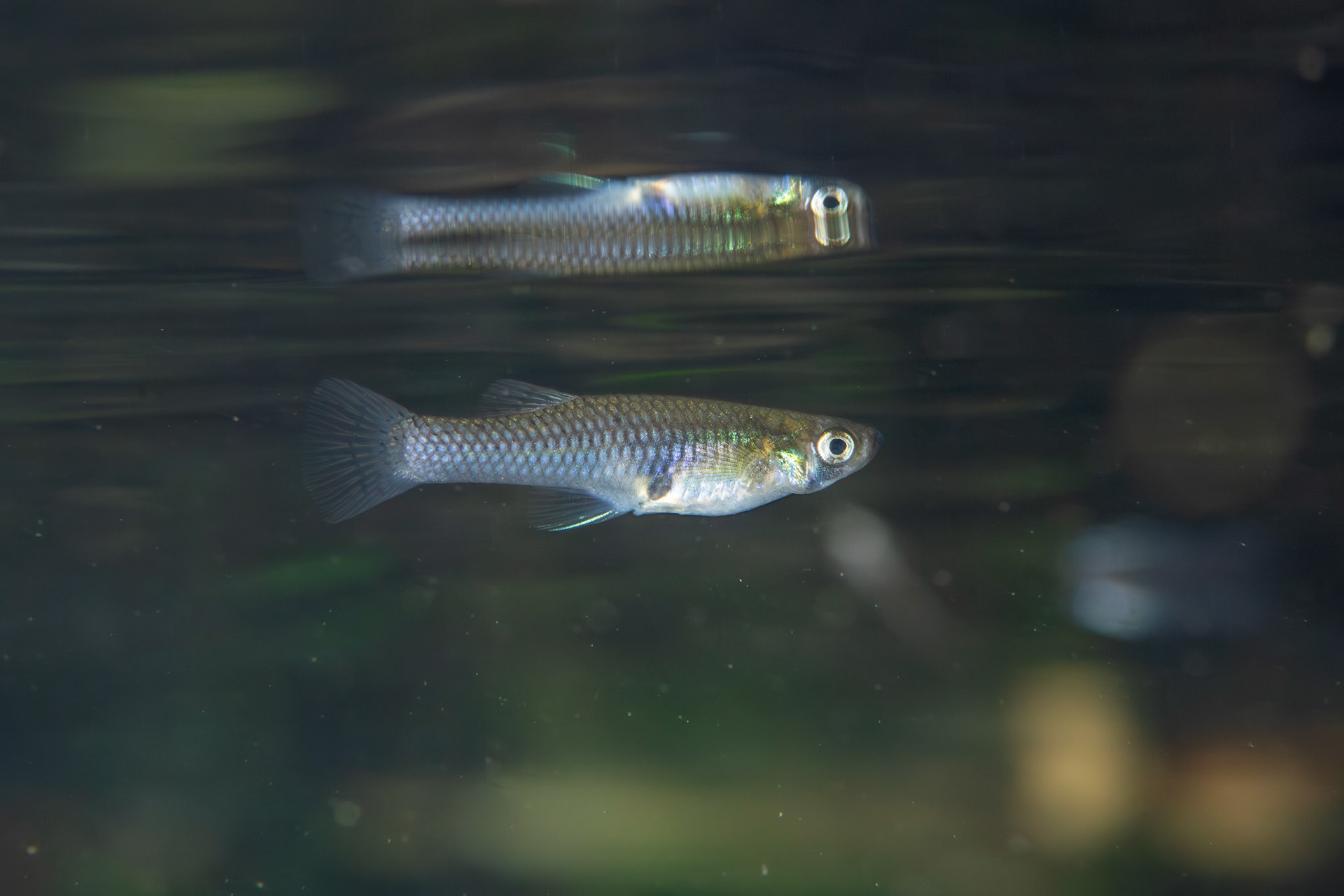 Eastern Mosquitofish