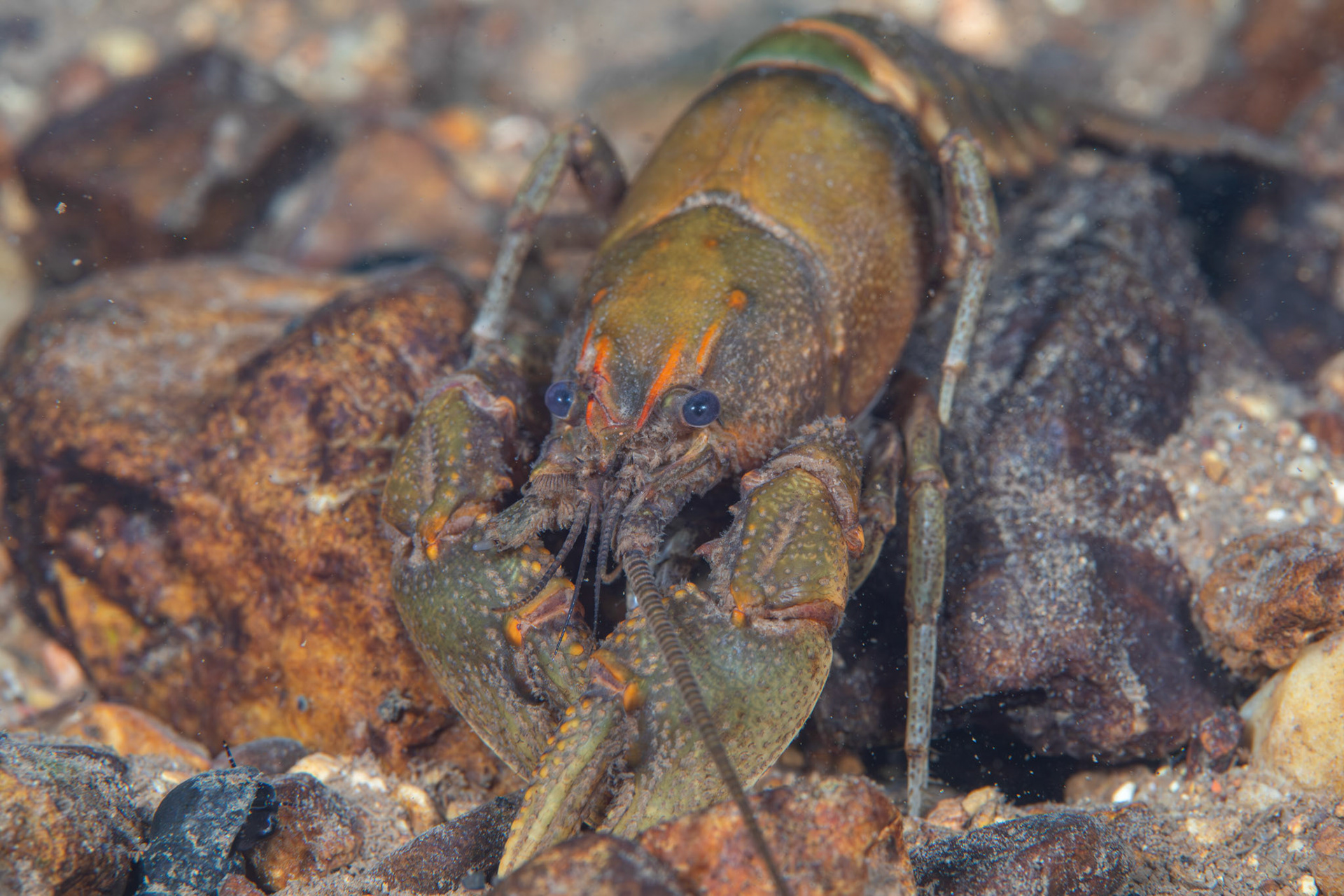 Cambarus sp.