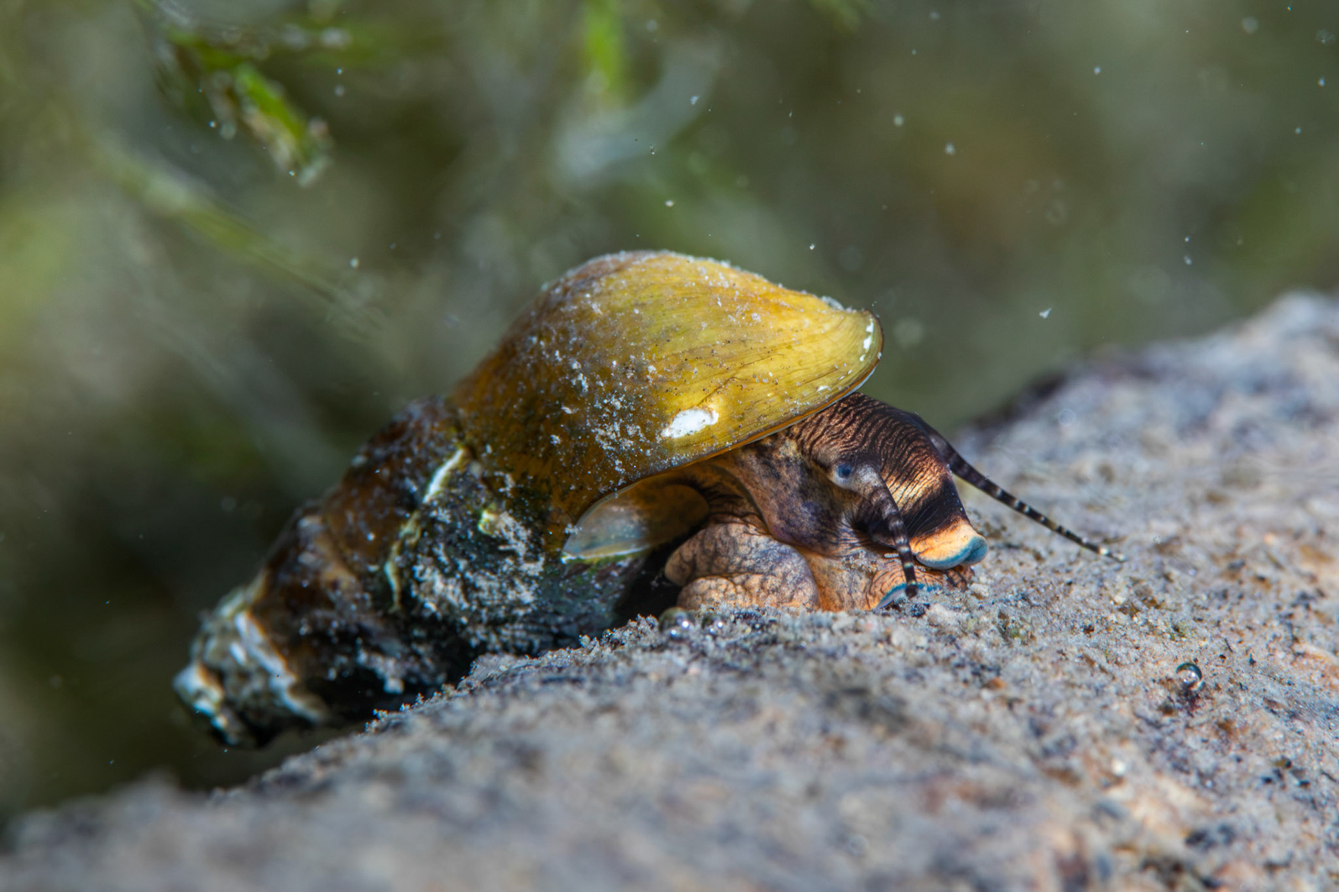 Elimia sp.