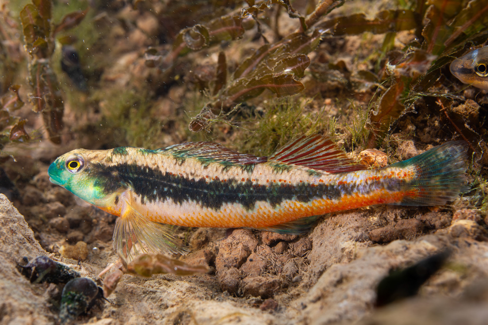 Blackside Snubnose Darter (Etheostoma duryi)