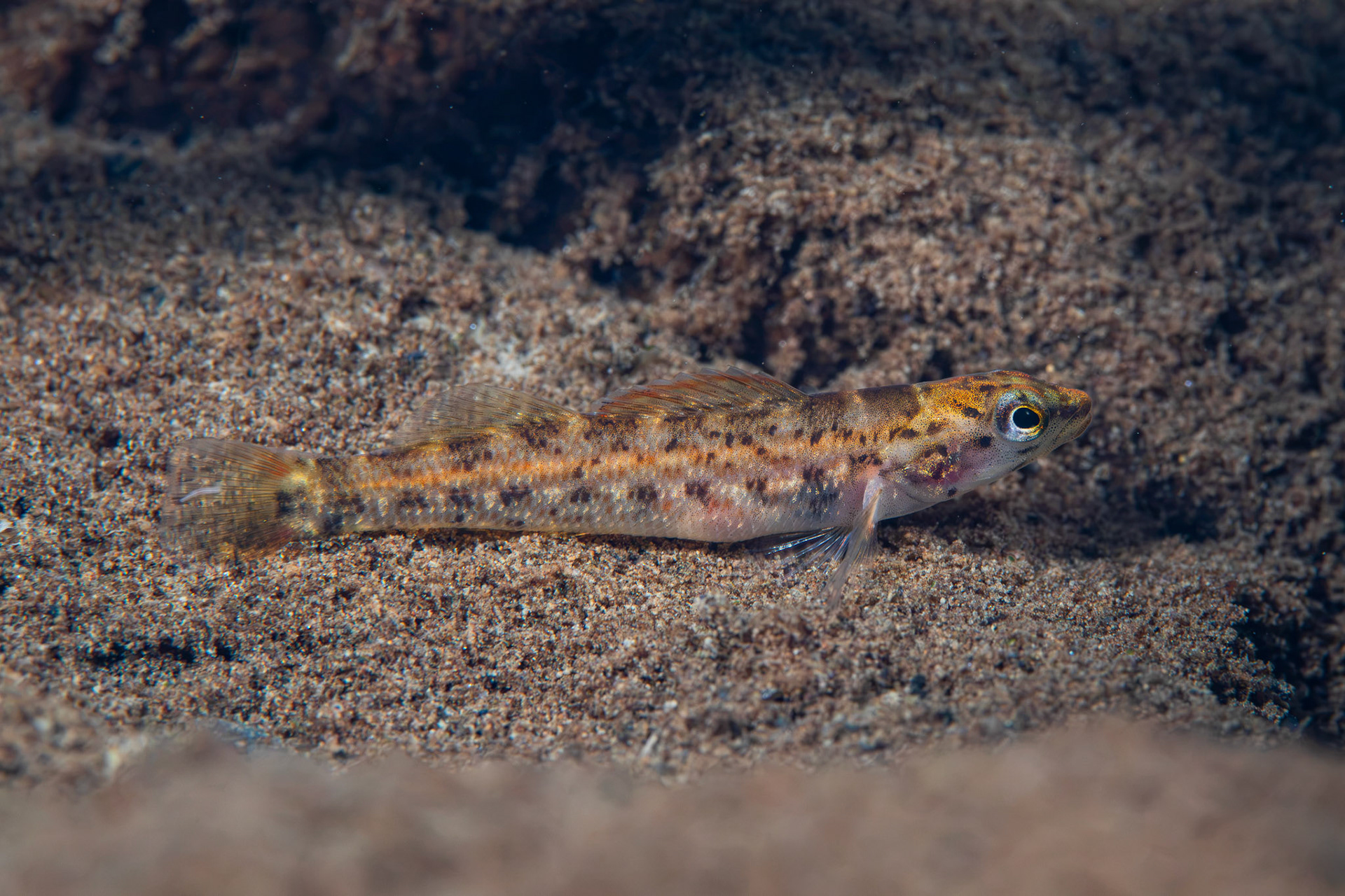 Redline Darter
