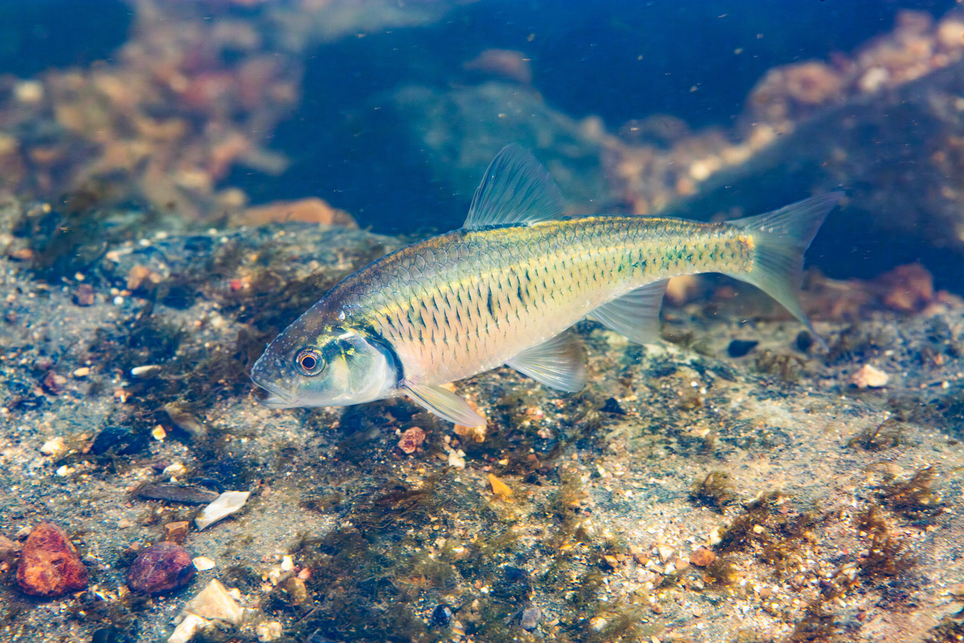 Striped Shiner (Luxilus chrysocephalus)