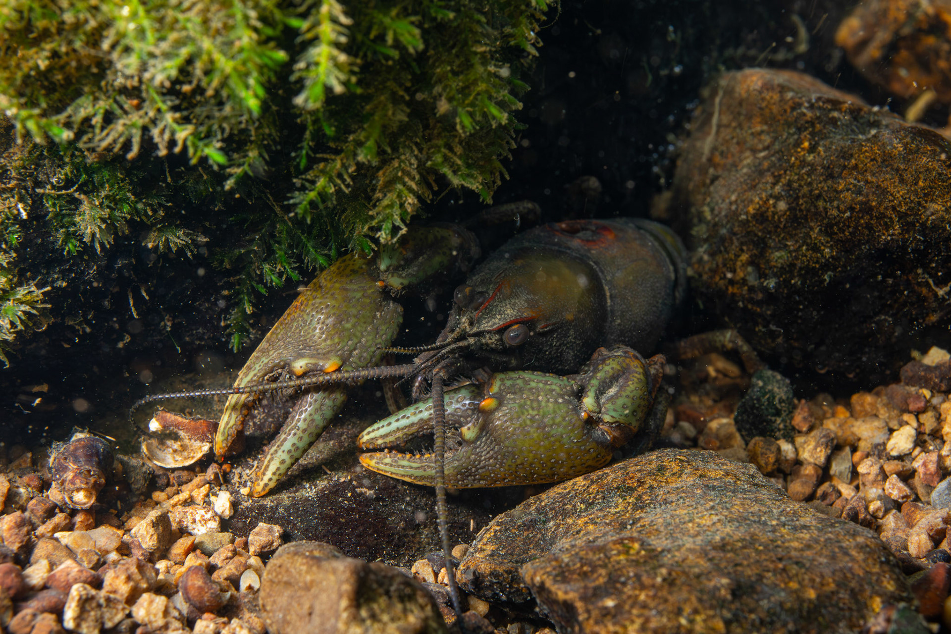 Greensaddle Crayfish