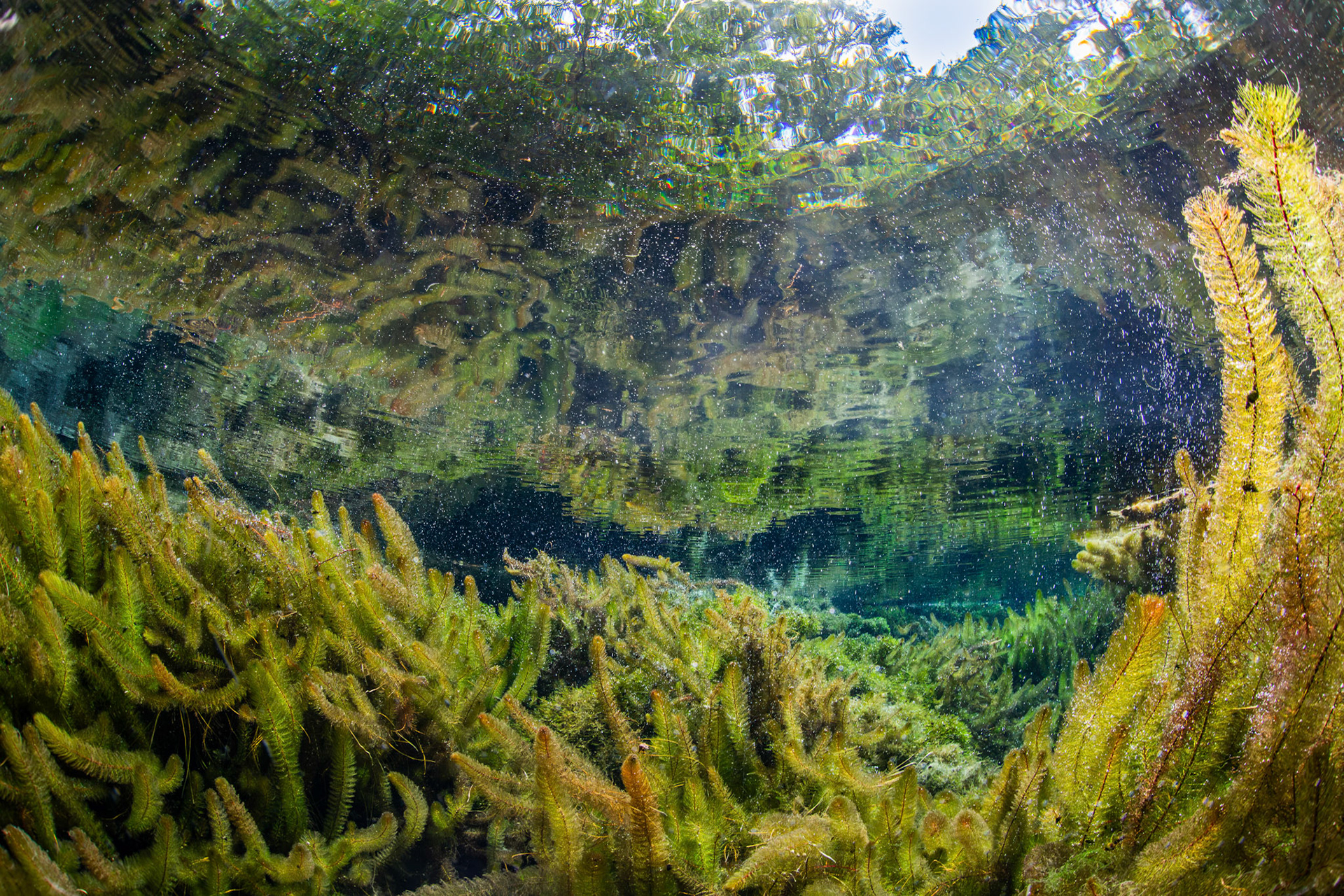 Bay Spring