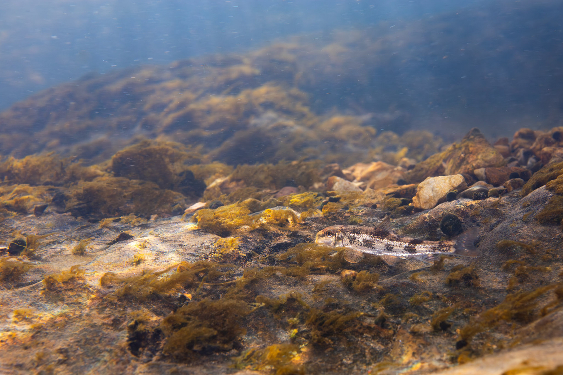 Alabama Hog Sucker (Hypentelium etowanum)