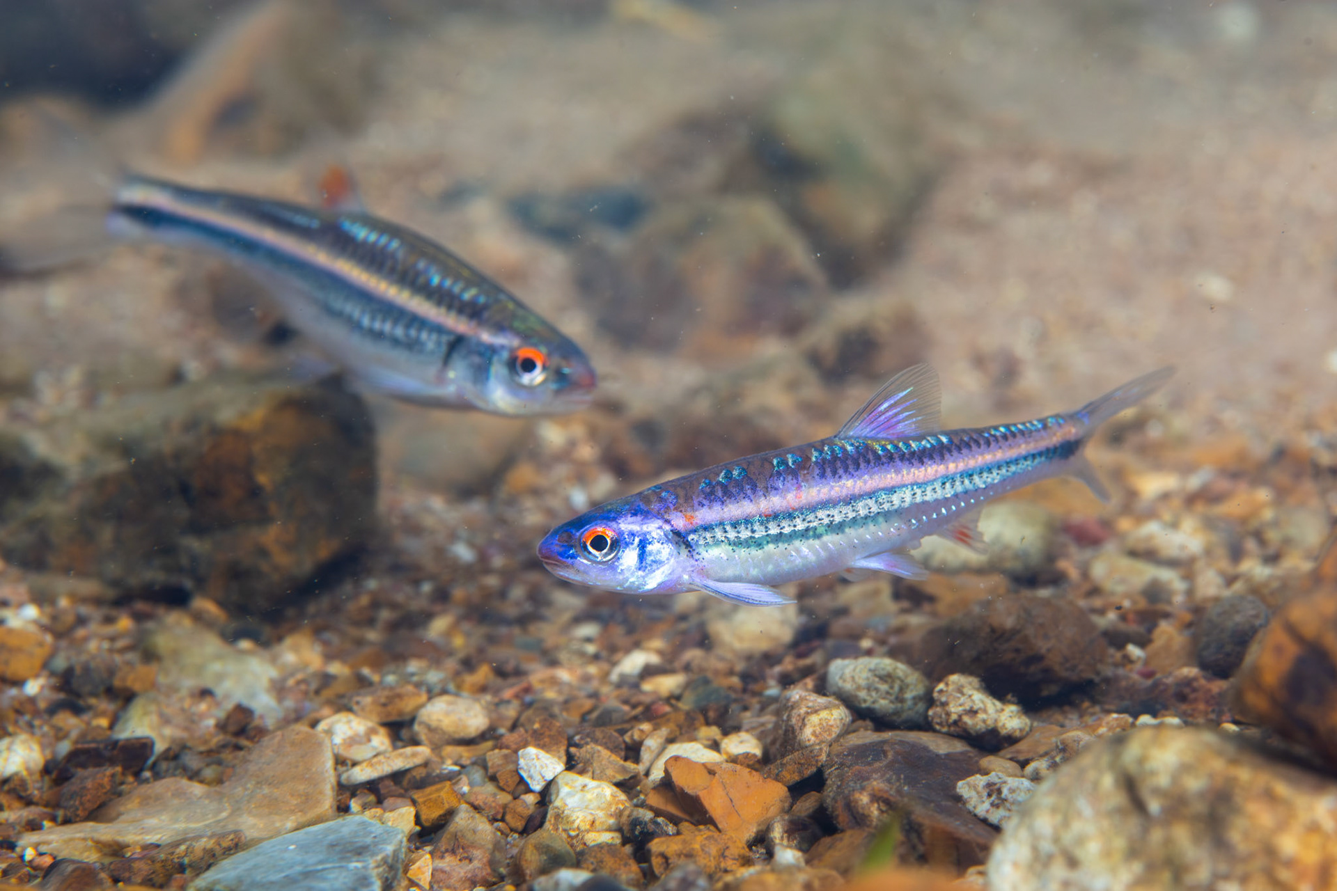 Rainbow Shiner (Hydrophlox chrosomus)