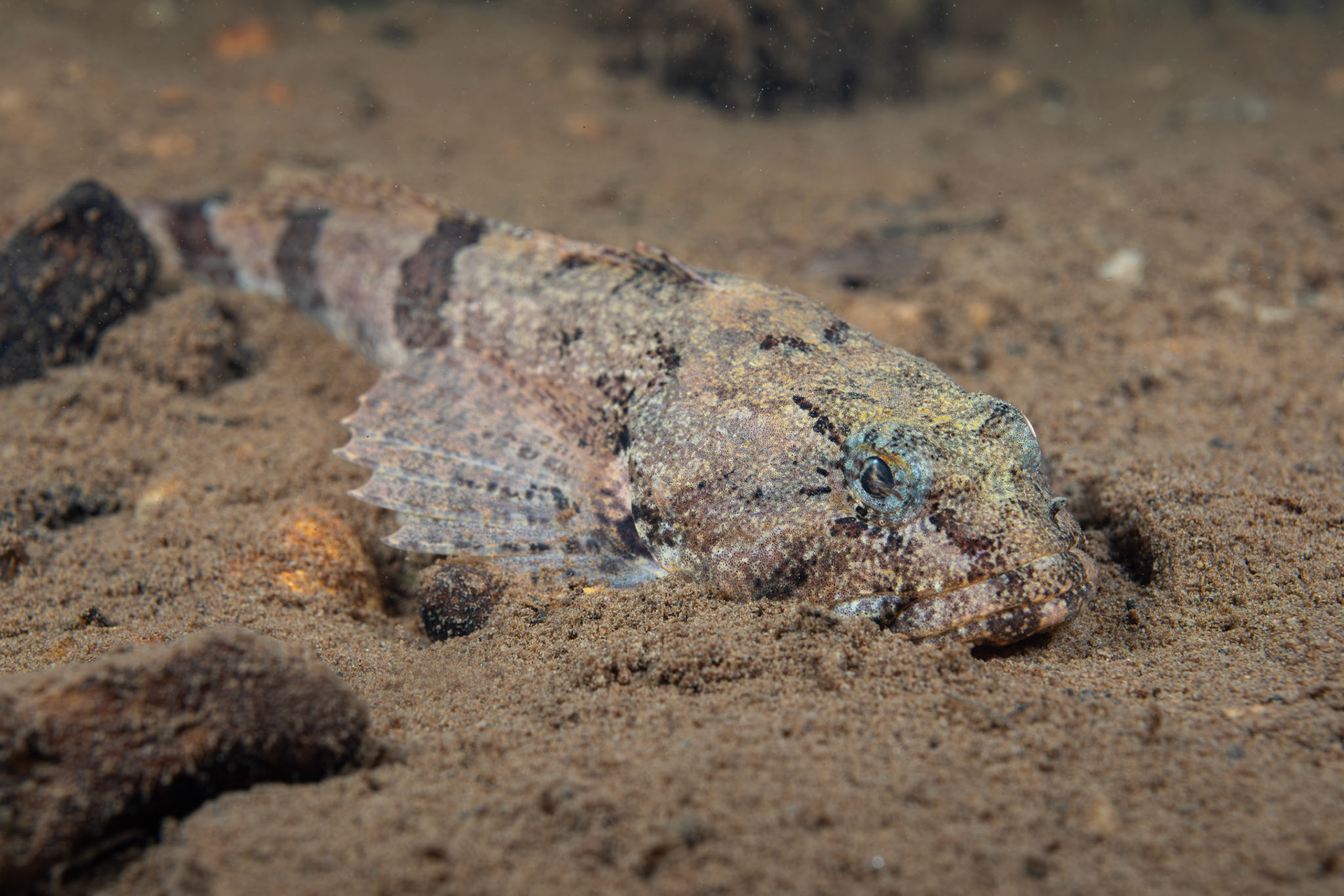 Banded Sculpin