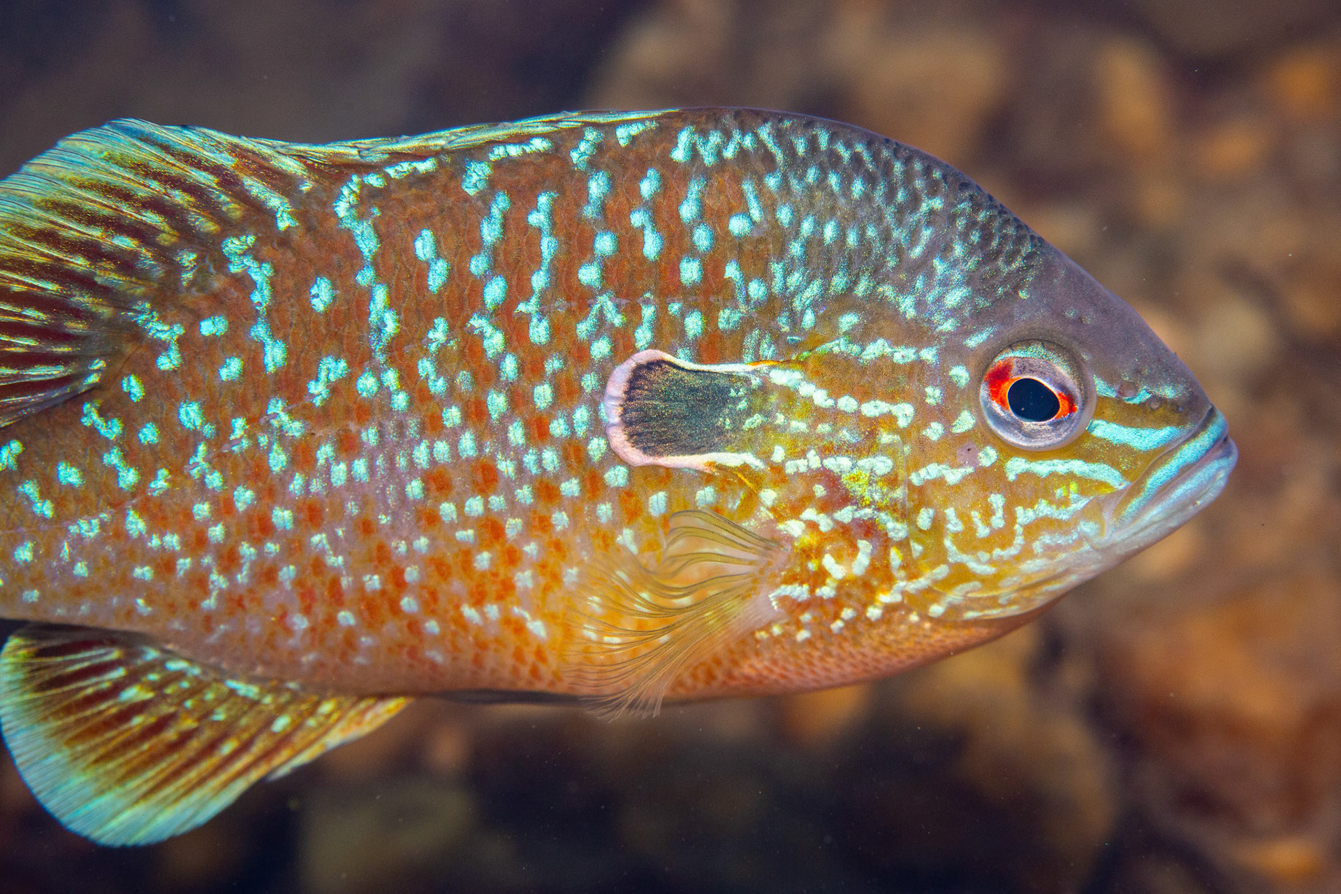 Gulf Longear Sunfish