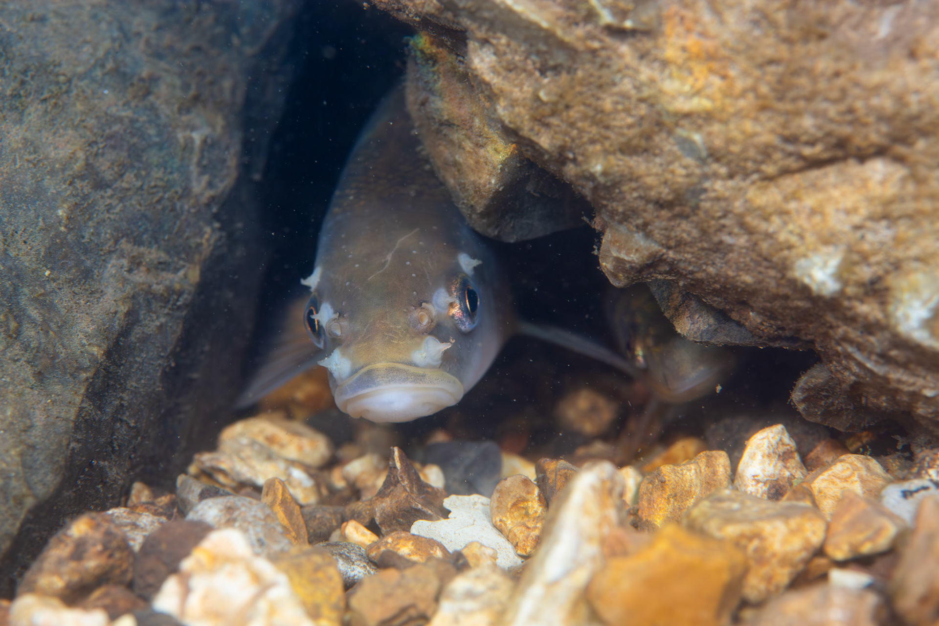 Largescale Stoneroller (Campostoma oligolepis)