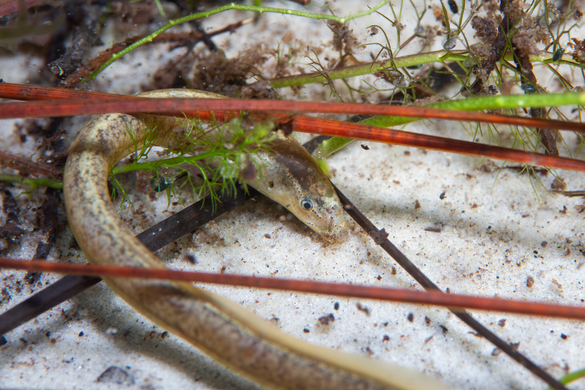 Southern Brook Lamprey (Ichthyomyzon gagei)