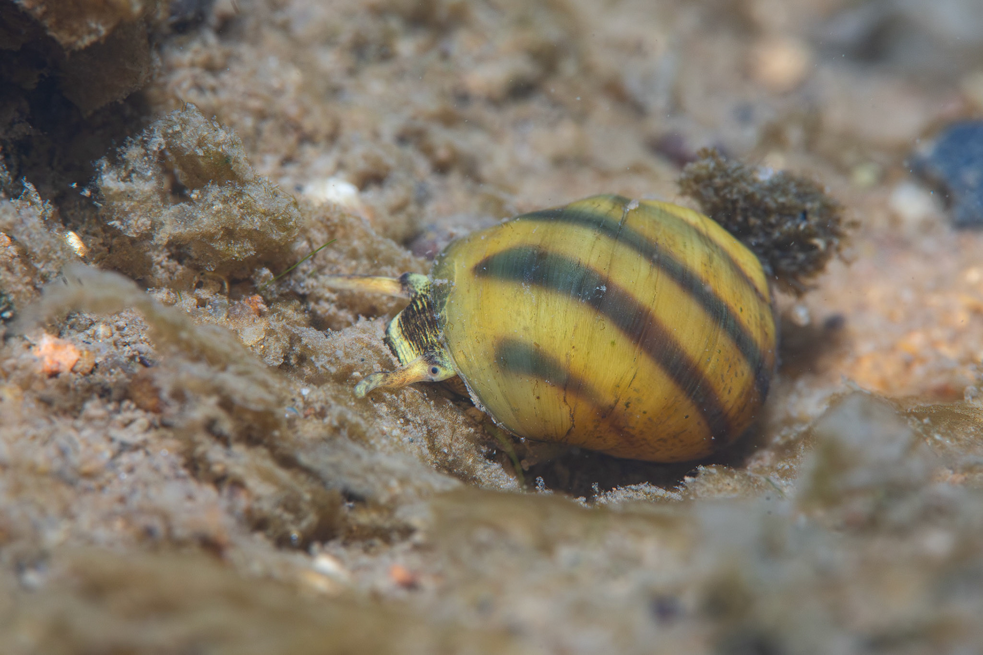 Round Rocksnail