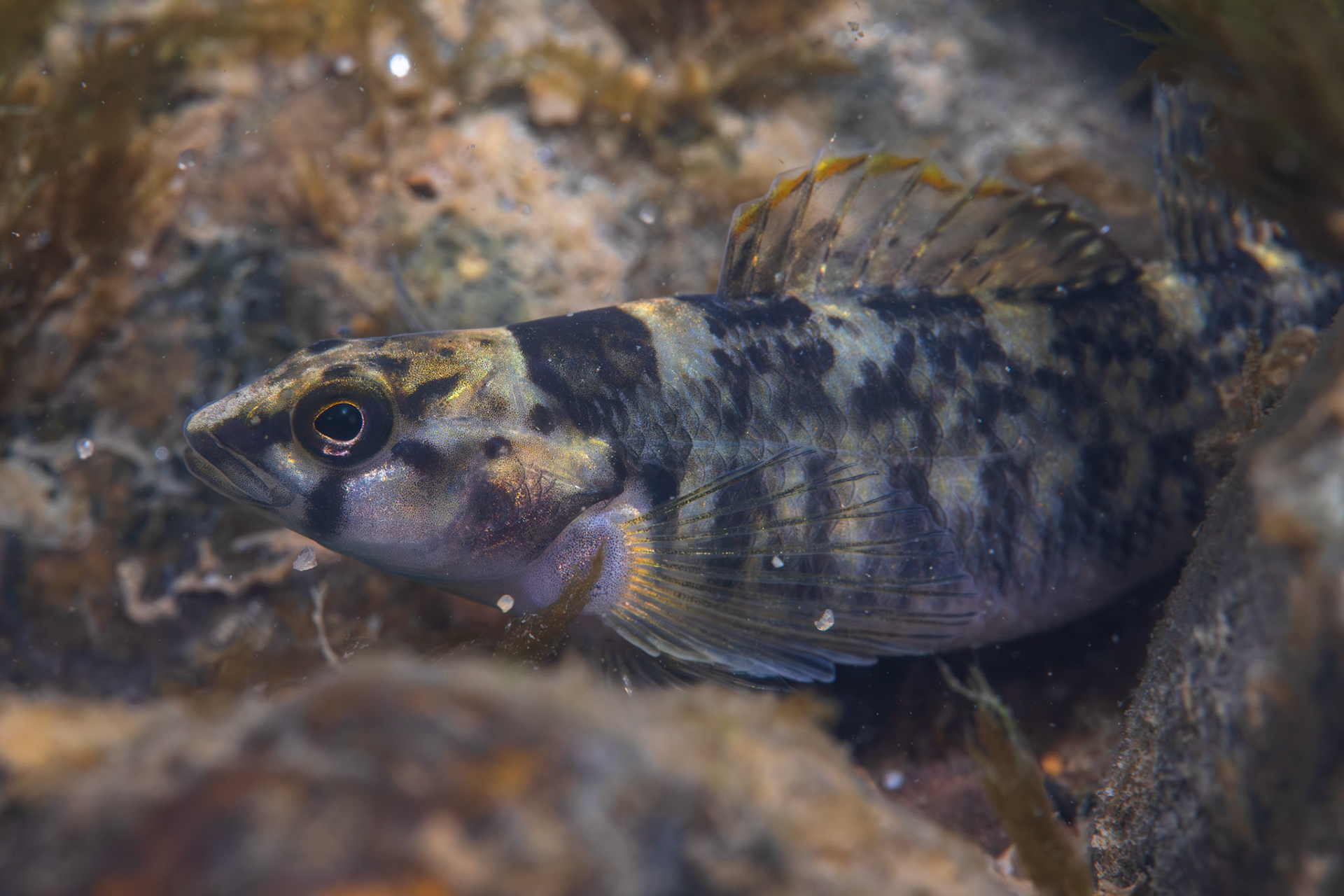 Greenbreast Darter
