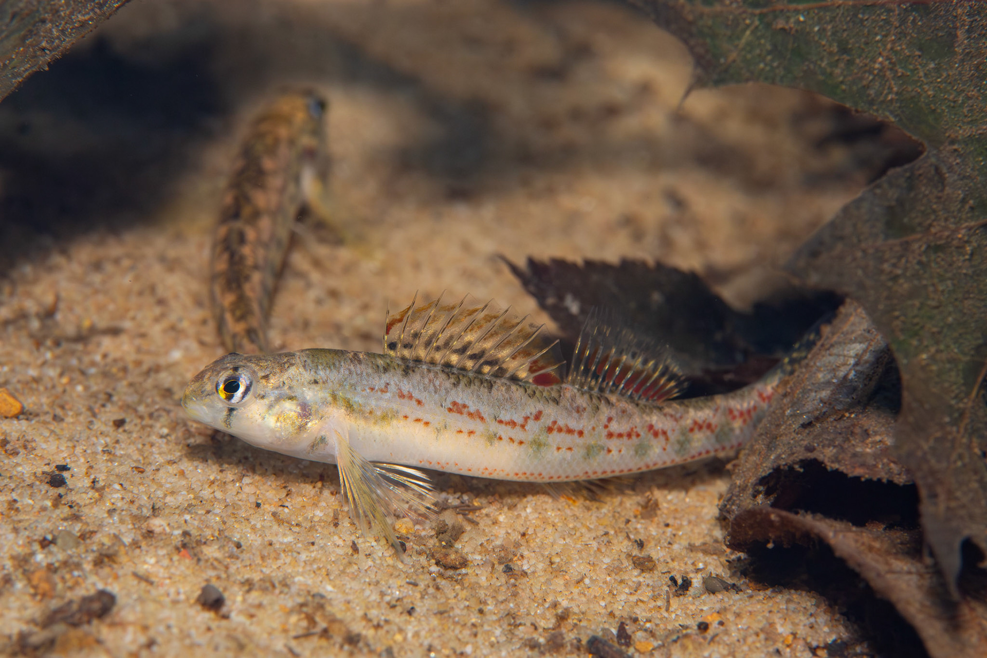 Sipsey Fork Darter