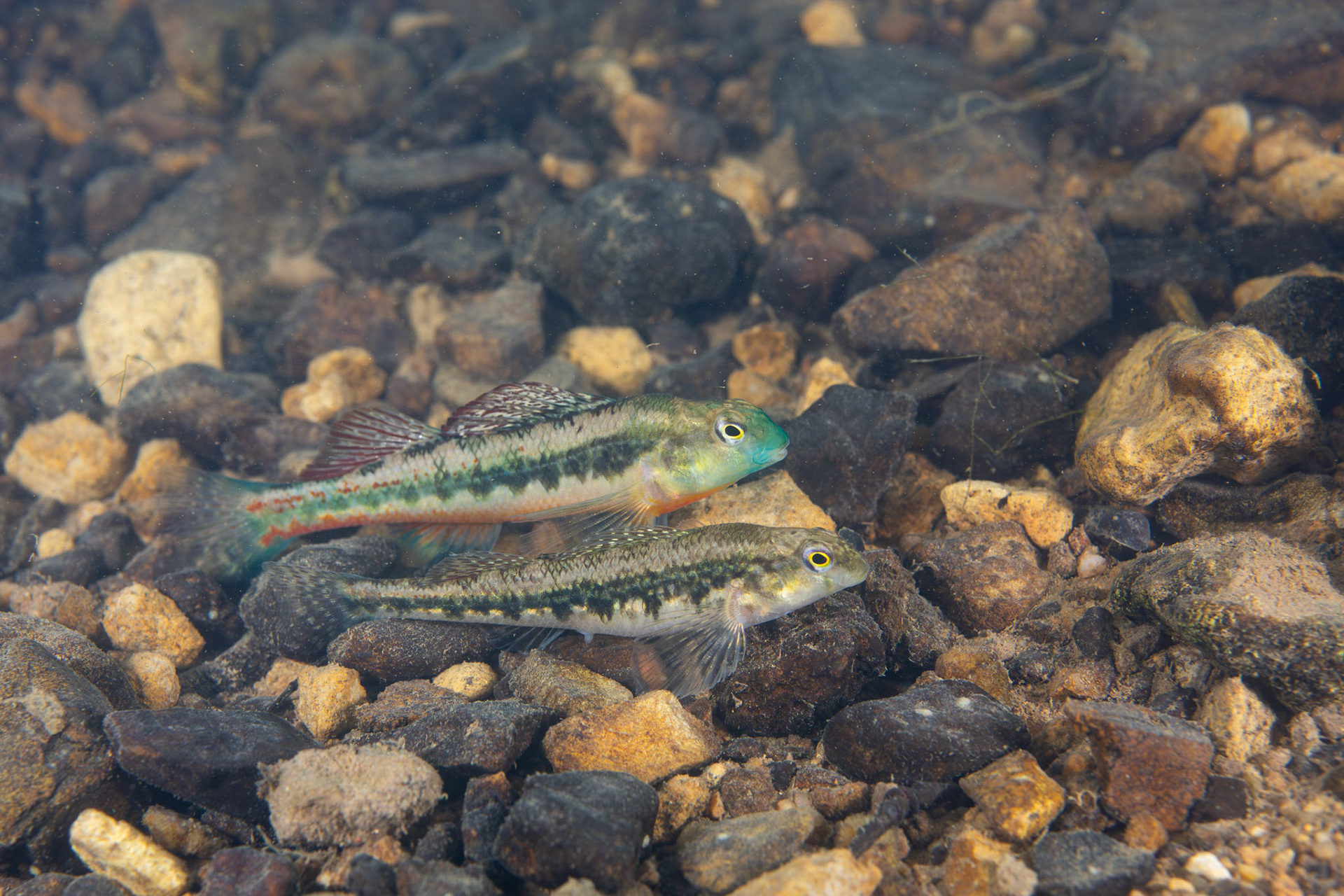 Blacksided Snubnose Darter