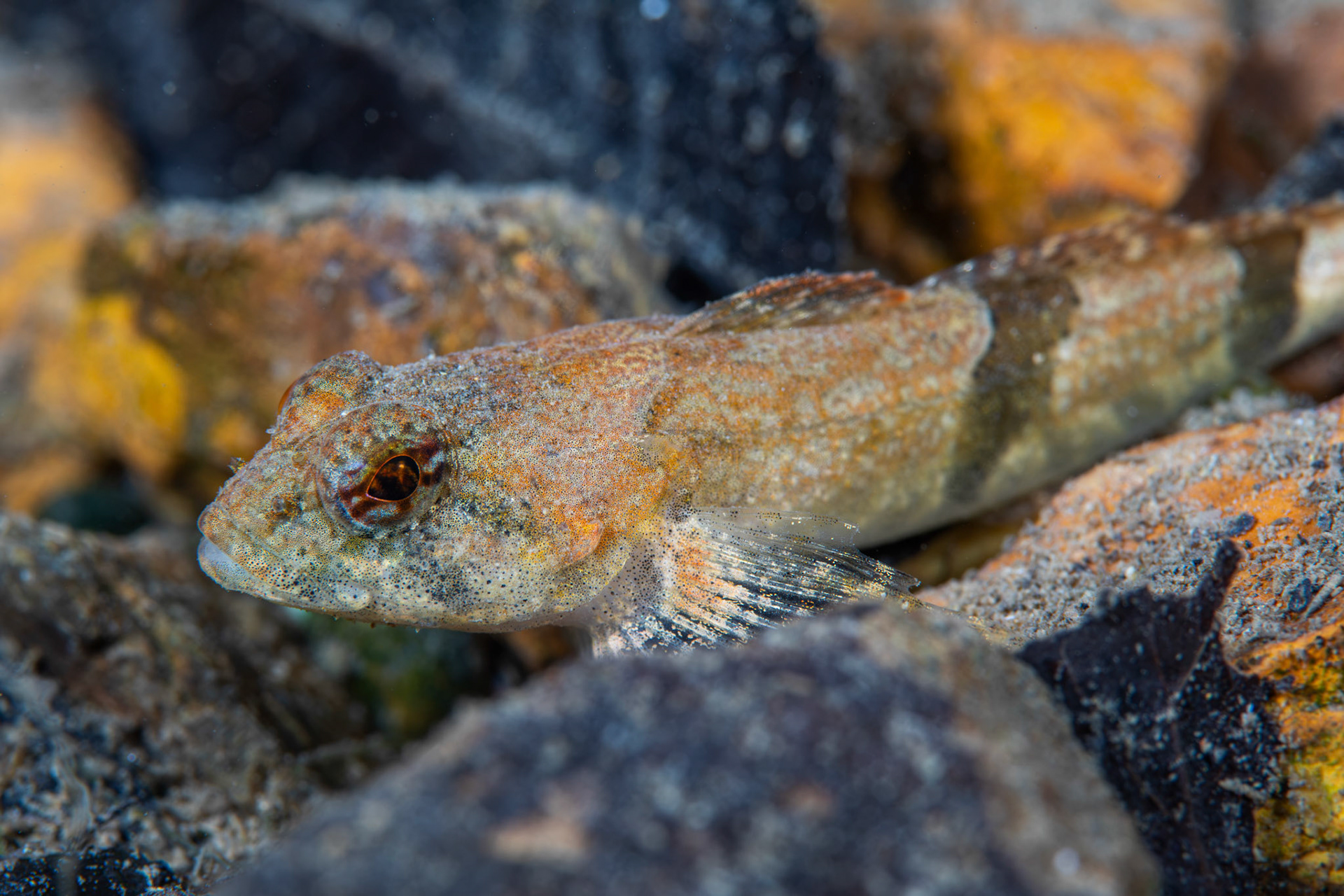Banded Sculpin
