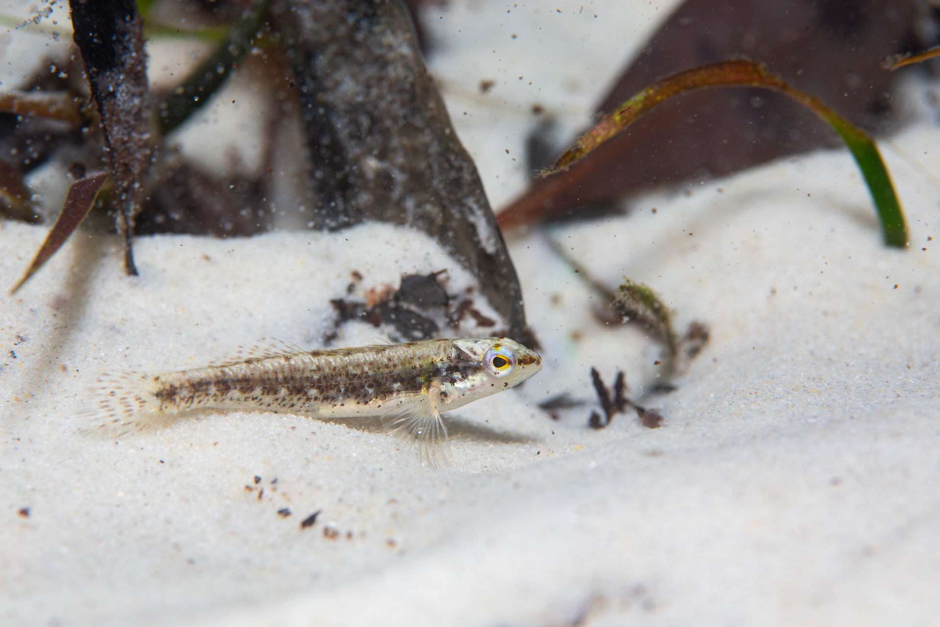 Okaloosa darter (Etheostoma okaloosae)