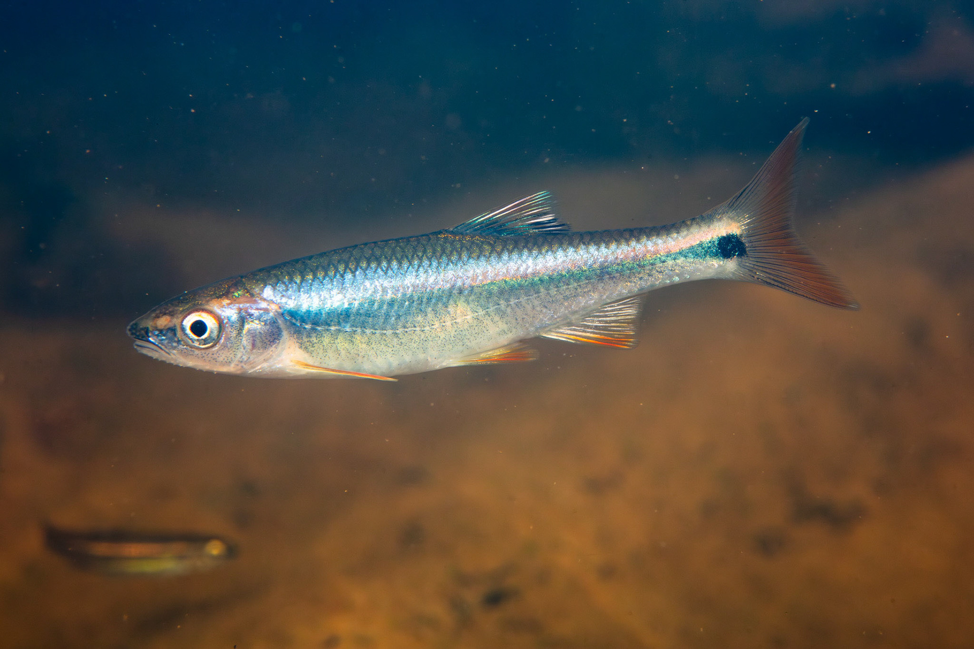 Tallapoosa Shiner
