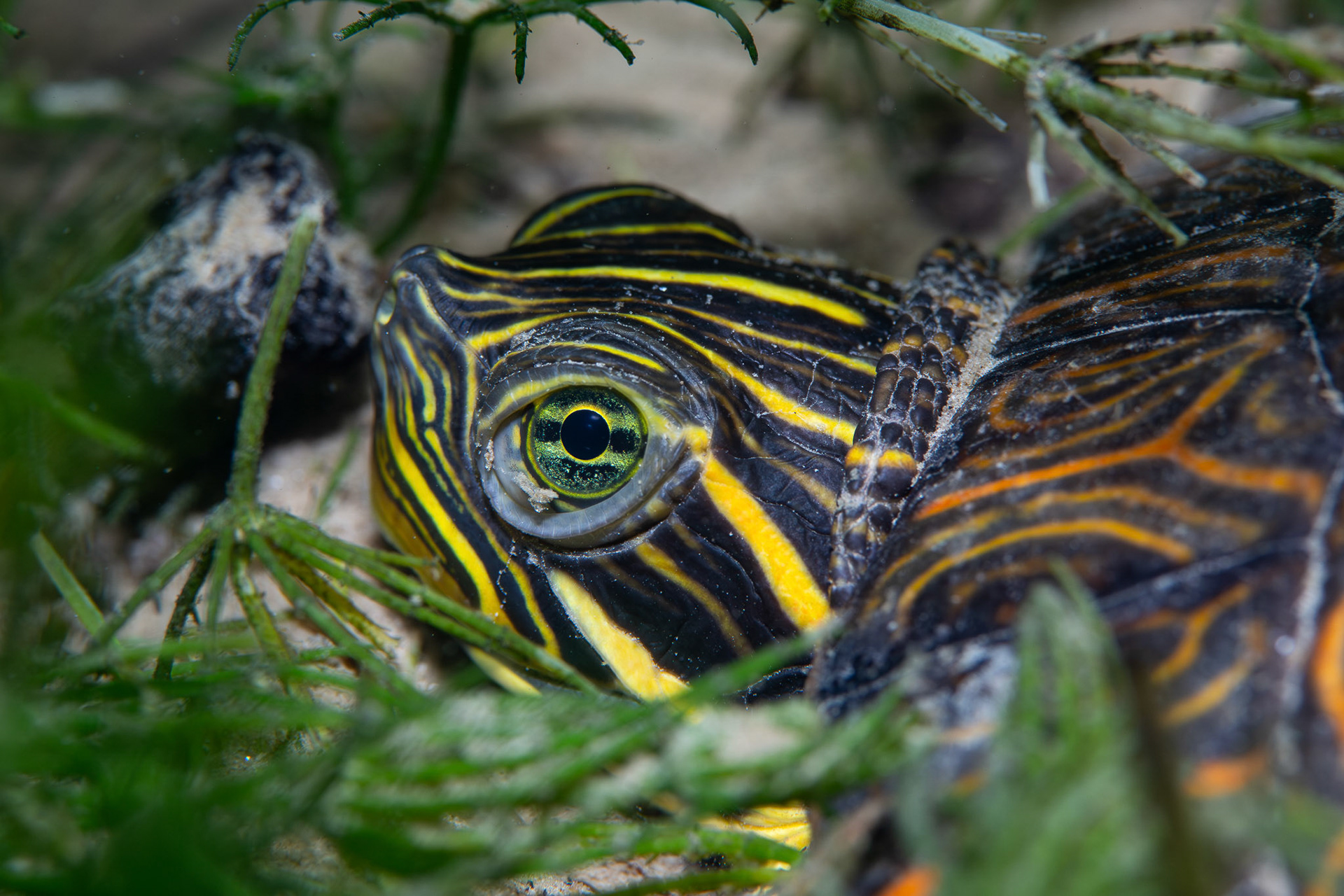 River Cooter