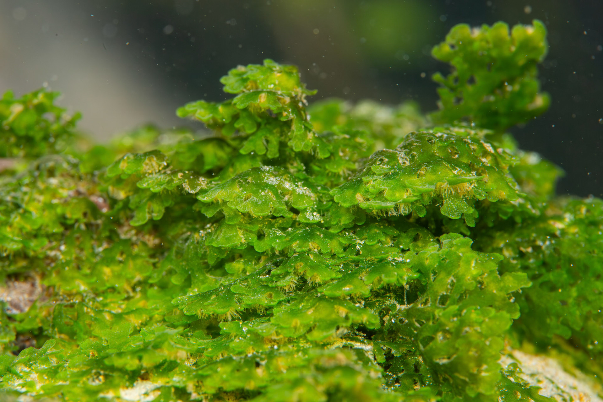 Riccardia sp.